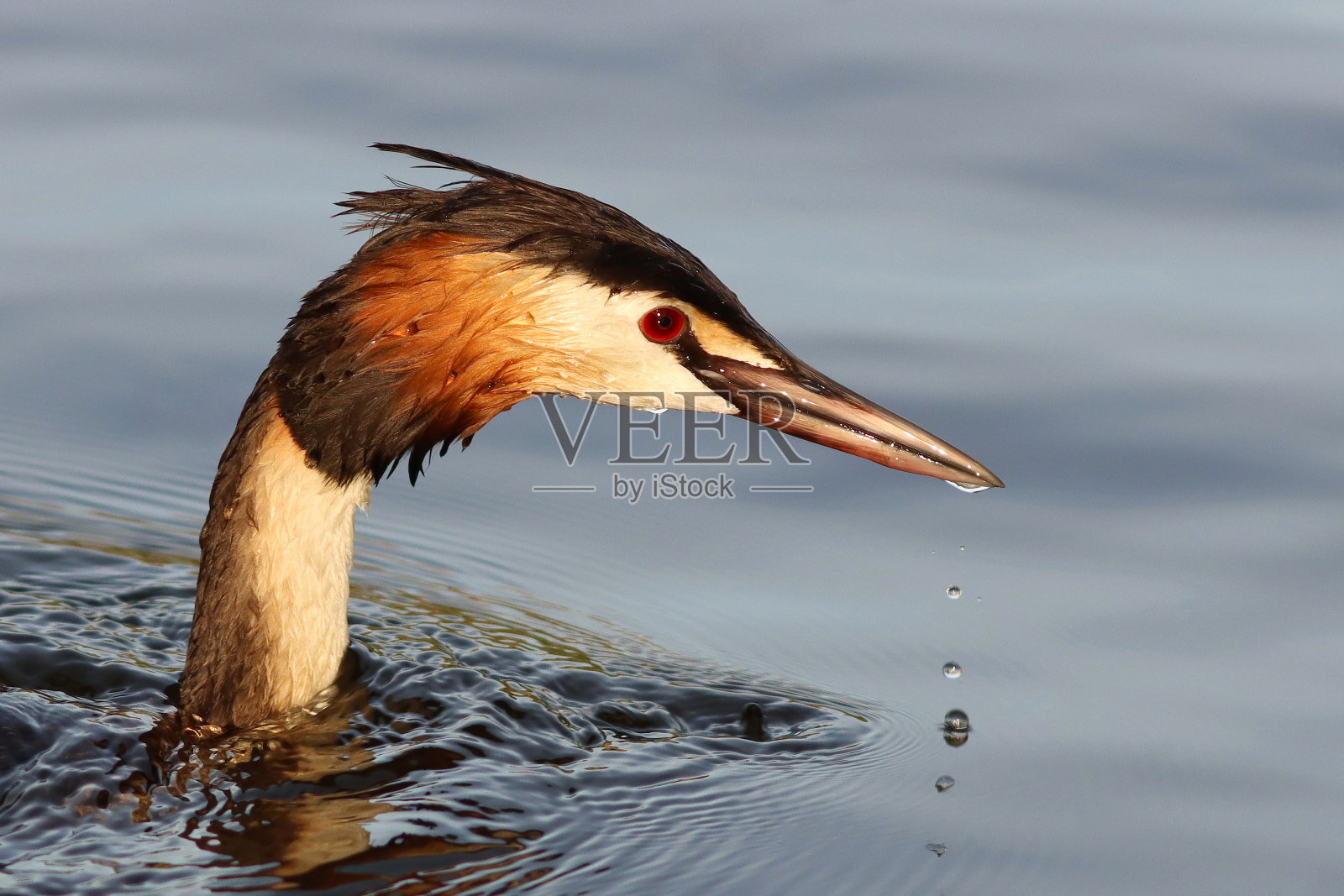 野生大鸊鸱的近距离肖像照片摄影图片