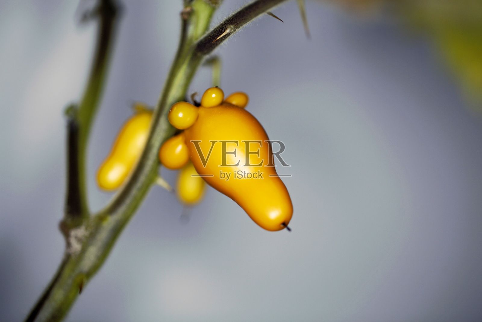 茄的果实照片摄影图片