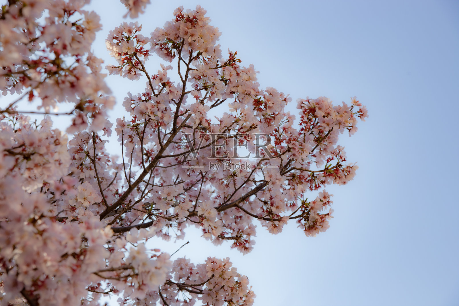 粉红色樱花樱花树孤立在明亮的天空透视与花瓣照片摄影图片