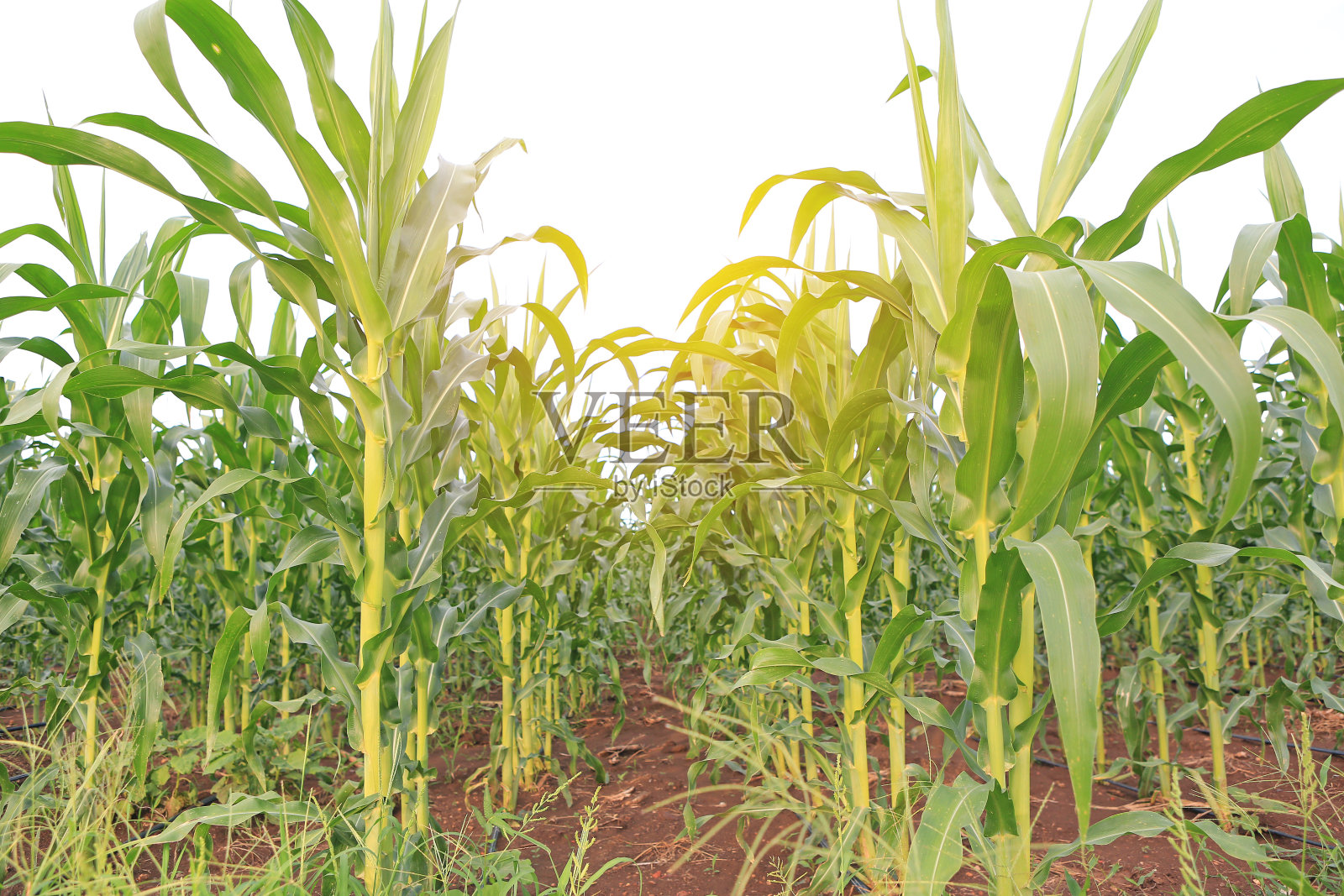 阳光照耀下的绿色玉米田照片摄影图片