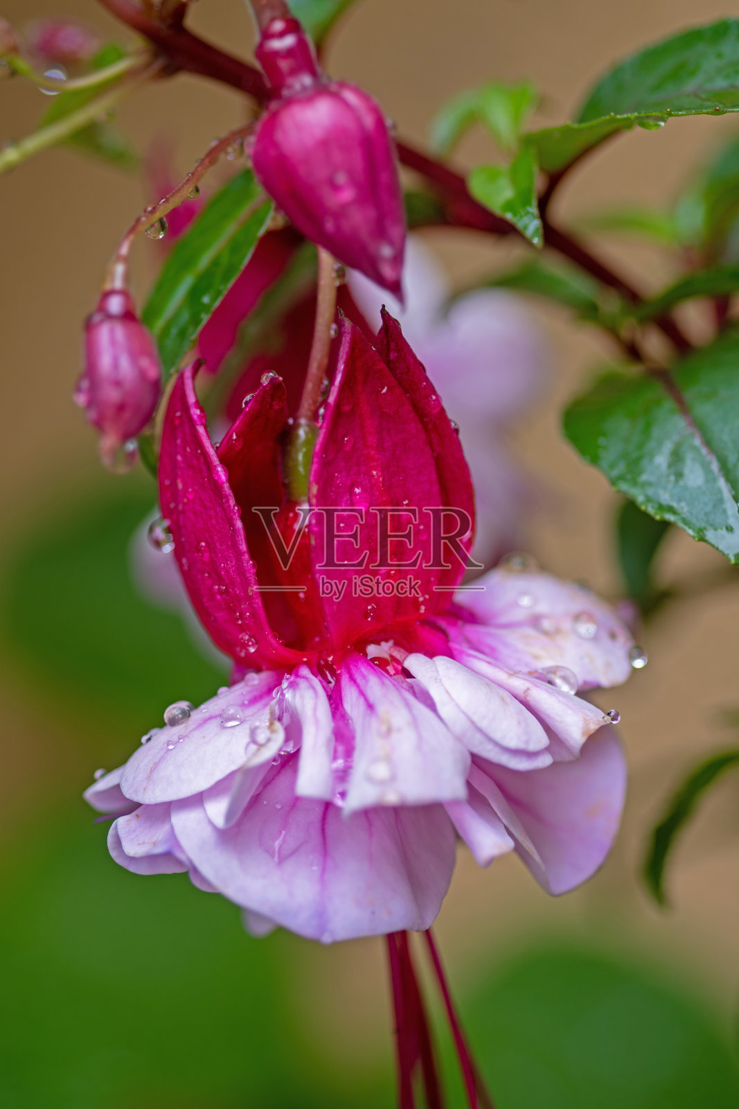 樱红色花照片摄影图片