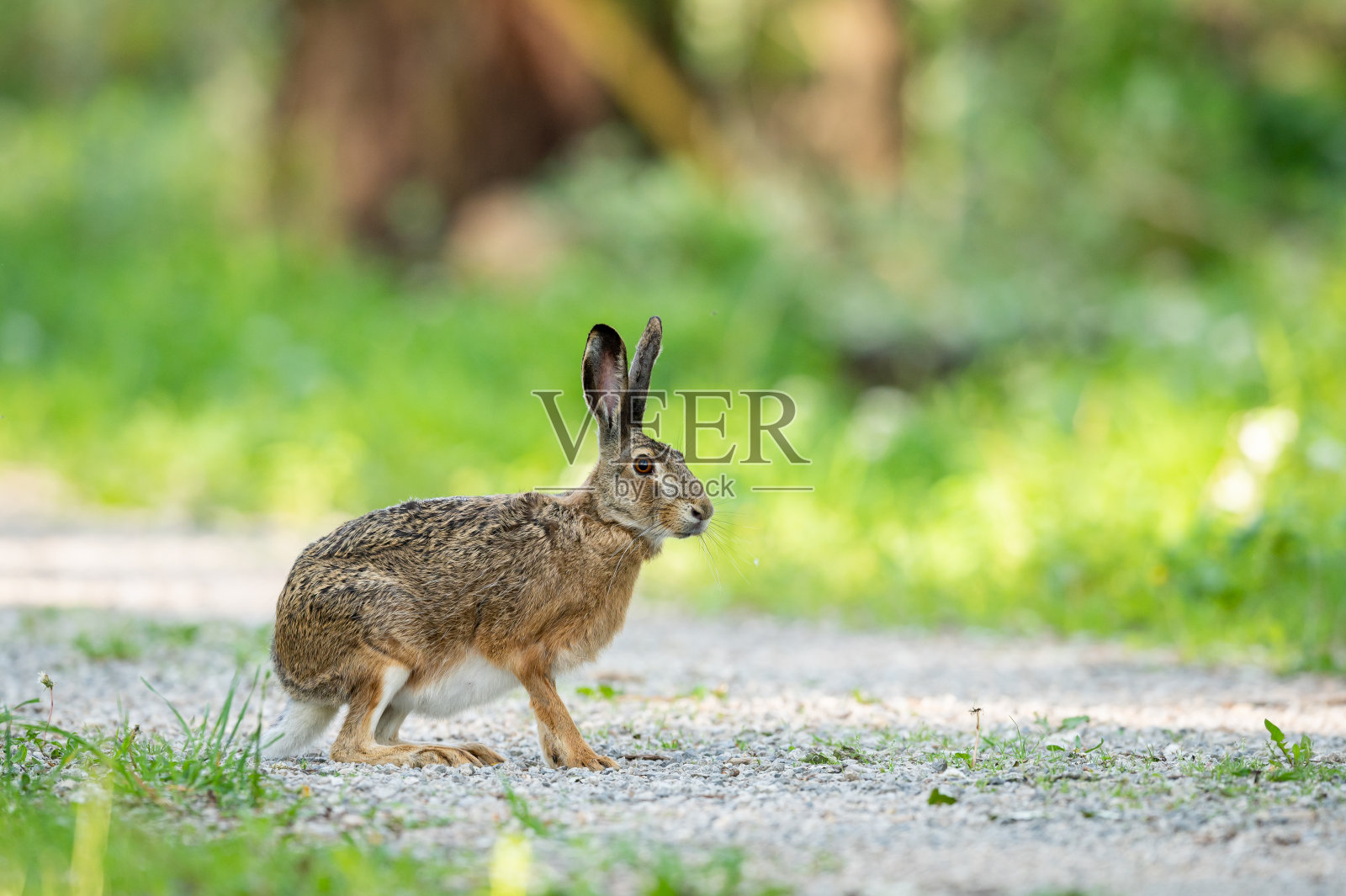 一只欧洲野兔在森林中的一条小路上照片摄影图片