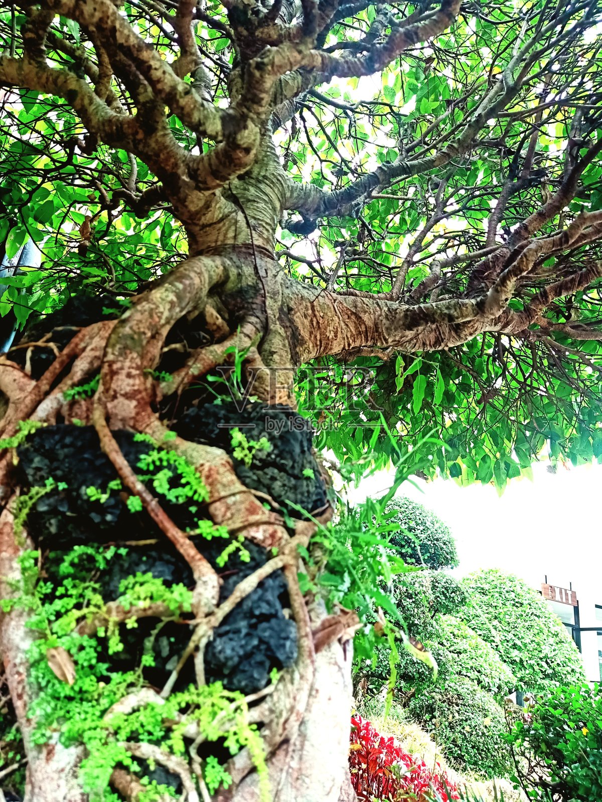 拥抱树照片摄影图片