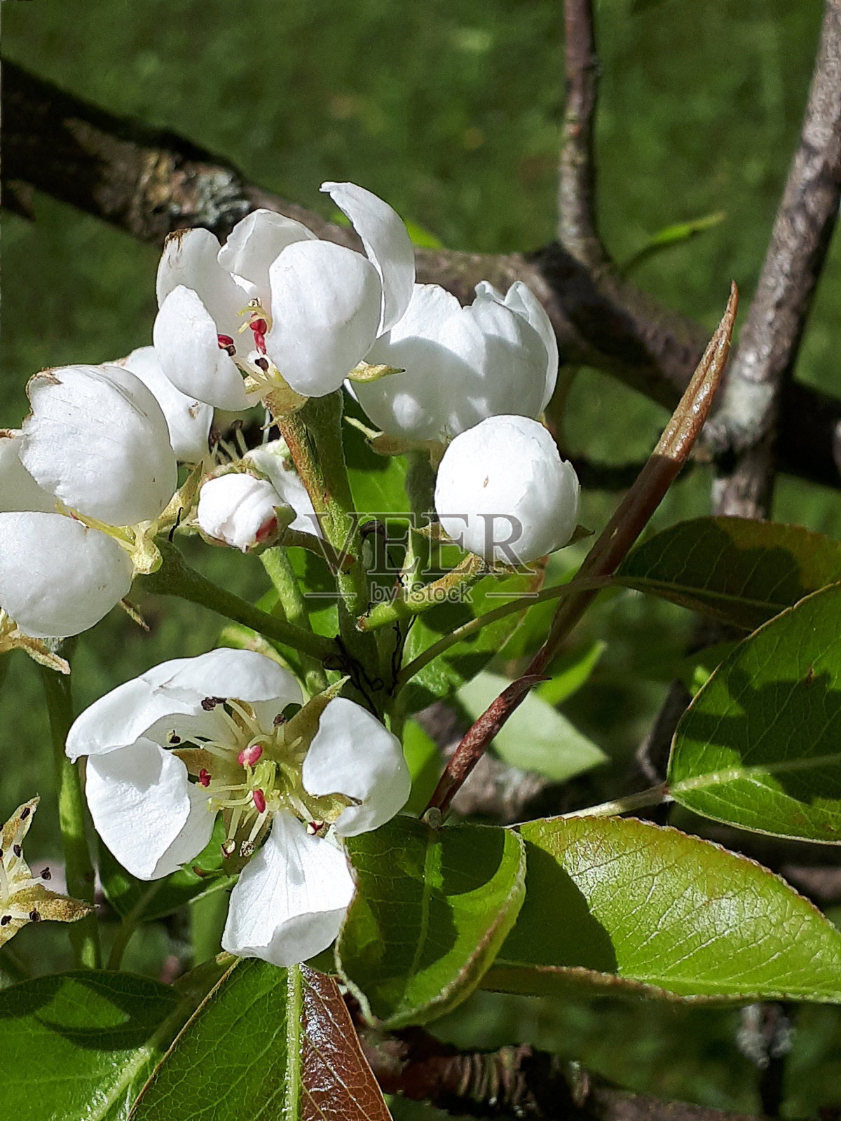 梨花是英格兰北部春天的早花之一照片摄影图片