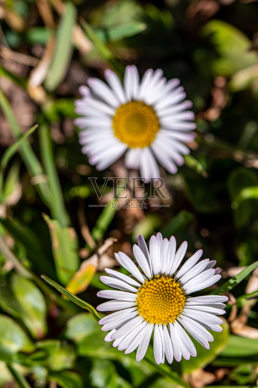 菊花植物的所有美丽,近看照片摄影图片