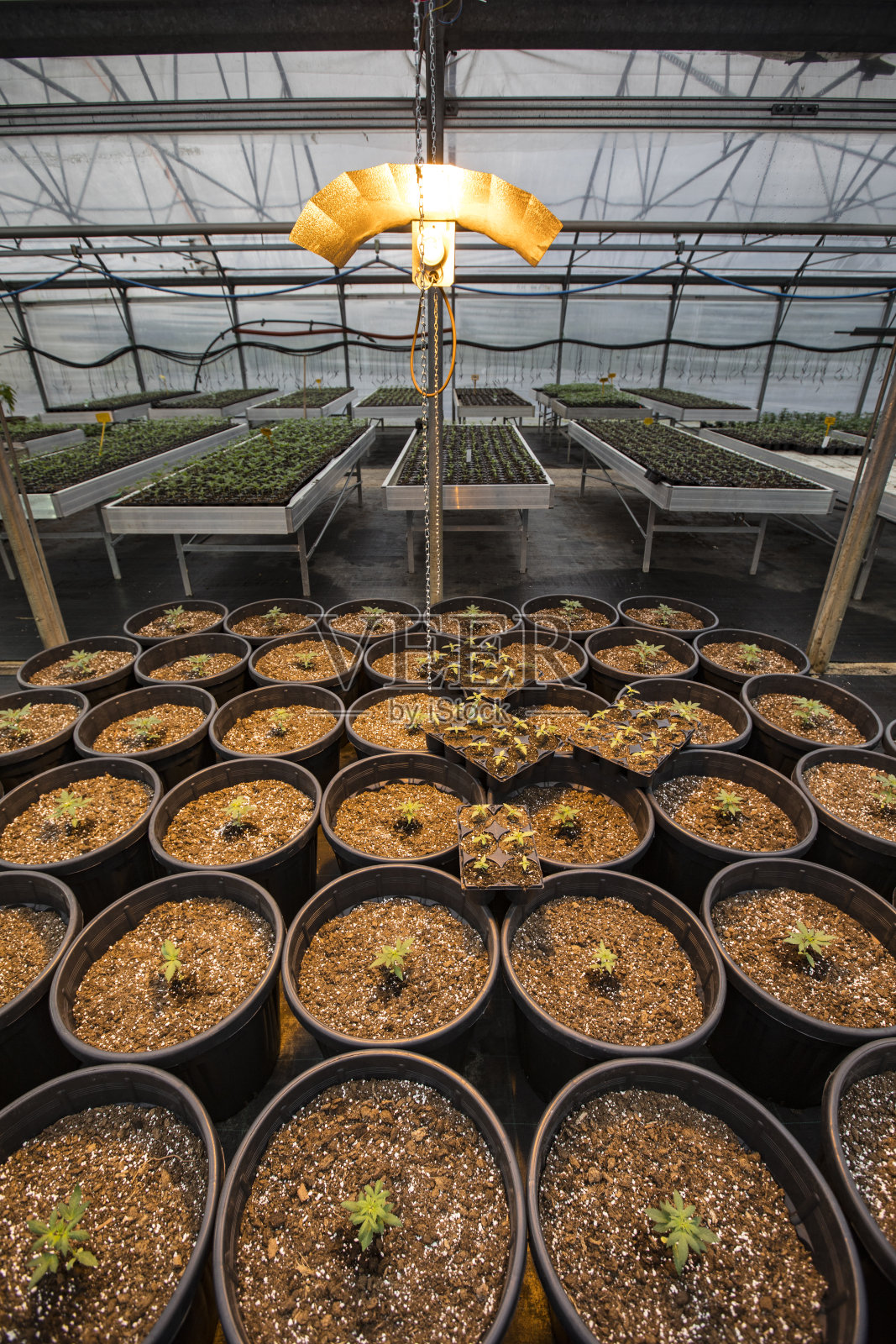 温室HPS灯下盆栽大麻幼苗照片摄影图片