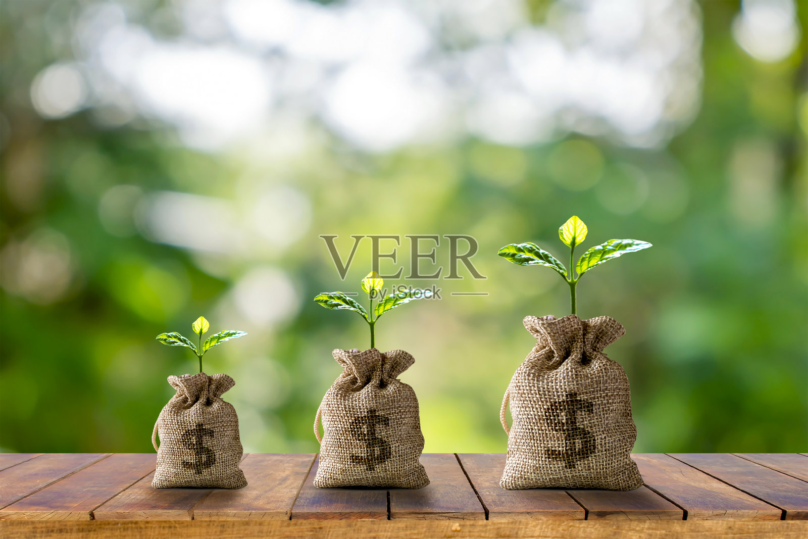 植物生长在一个钱包挂在木桌和早晨的太阳与商业投资的想法和金融增长。照片摄影图片