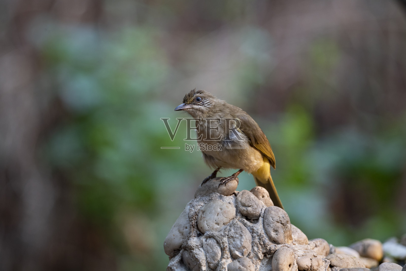 条纹耳白耳照片摄影图片