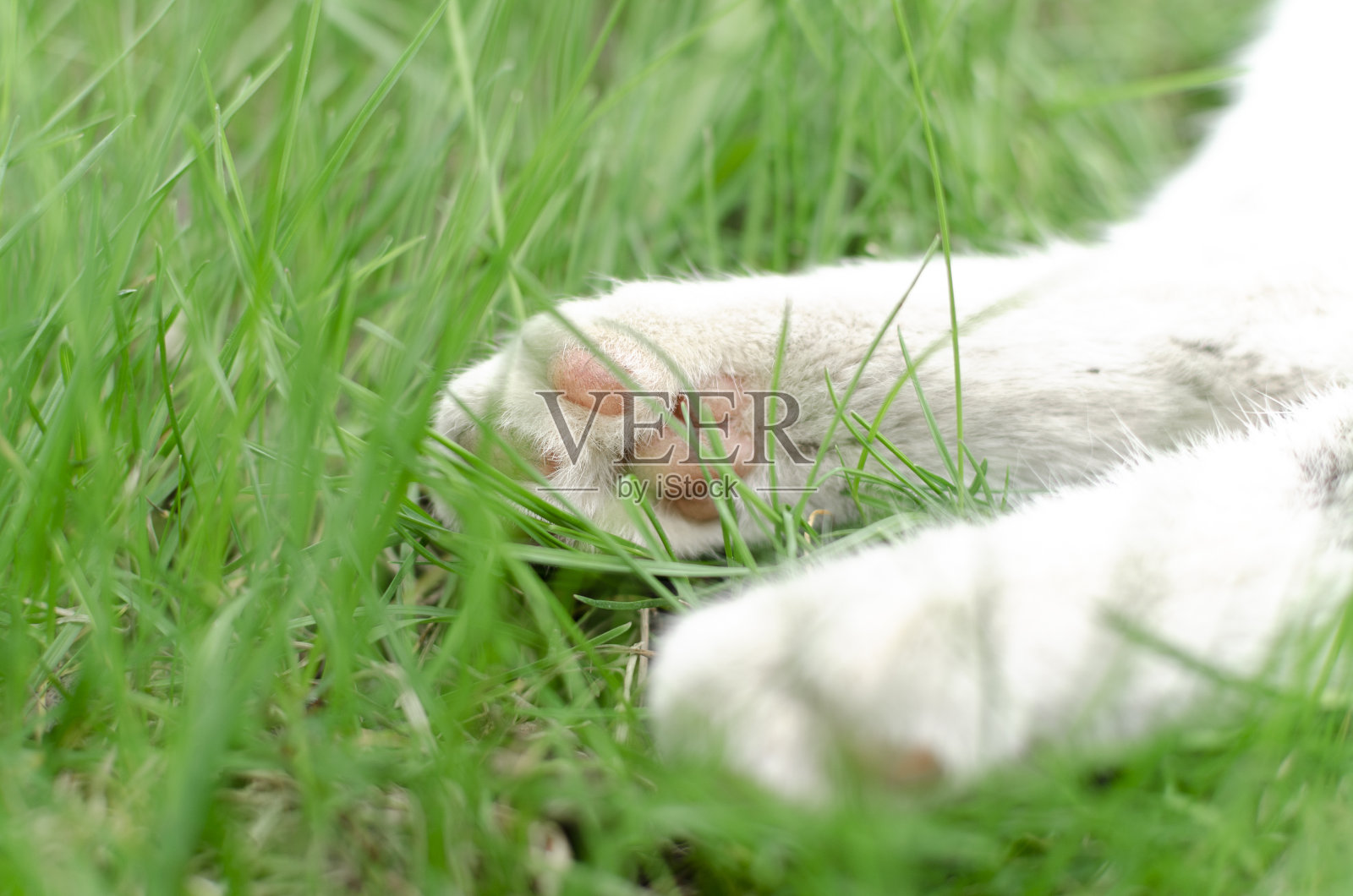 白色的猫在绿色的草地上爪子照片摄影图片