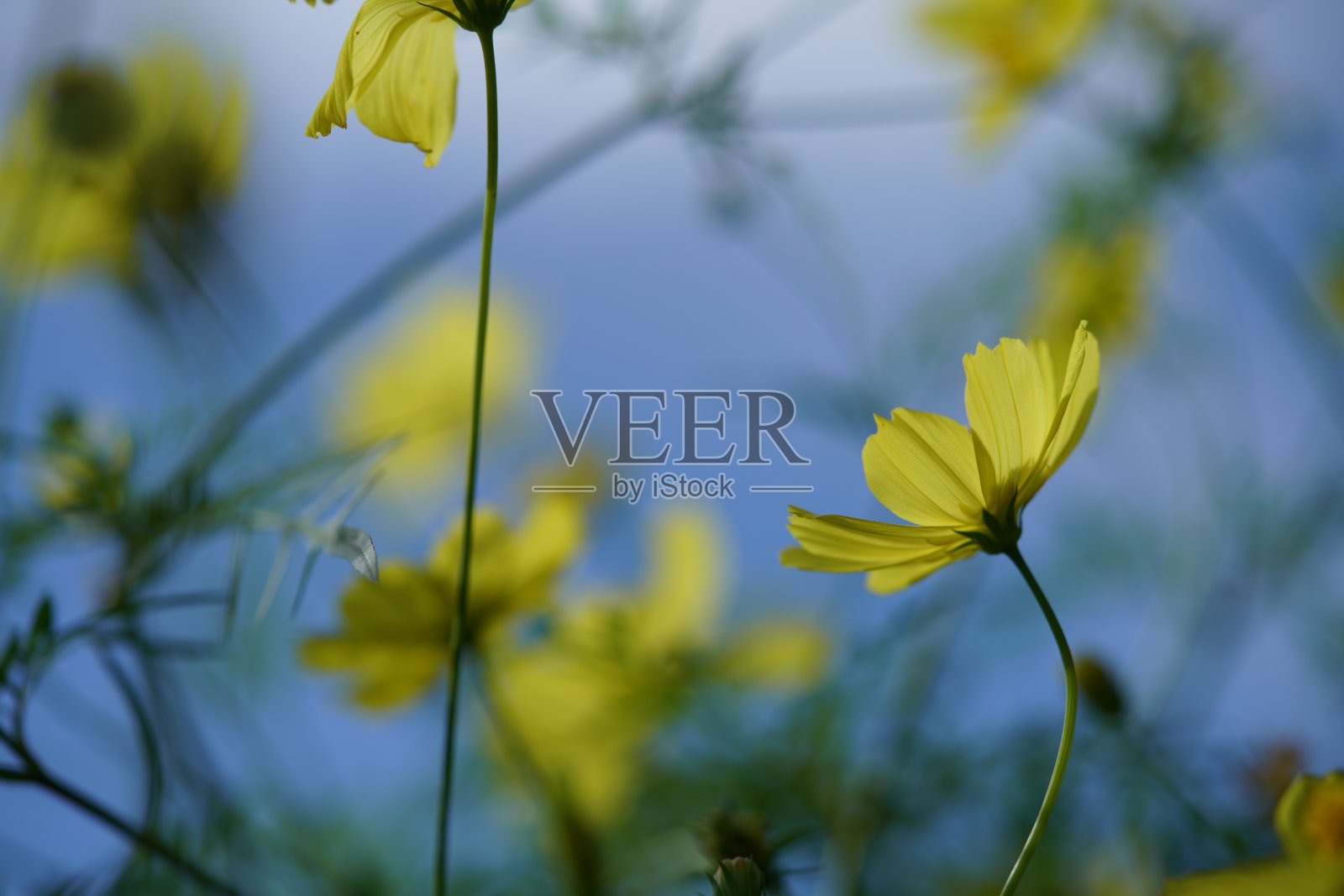 淡黄色的宇宙之花盛开照片摄影图片