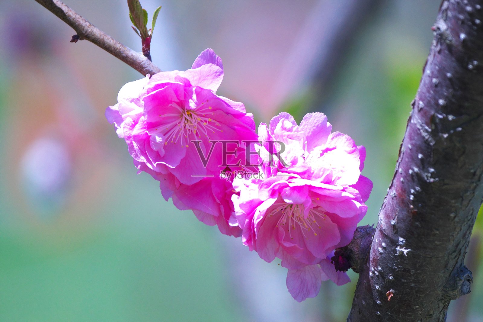 平冈梅花森林公园照片摄影图片