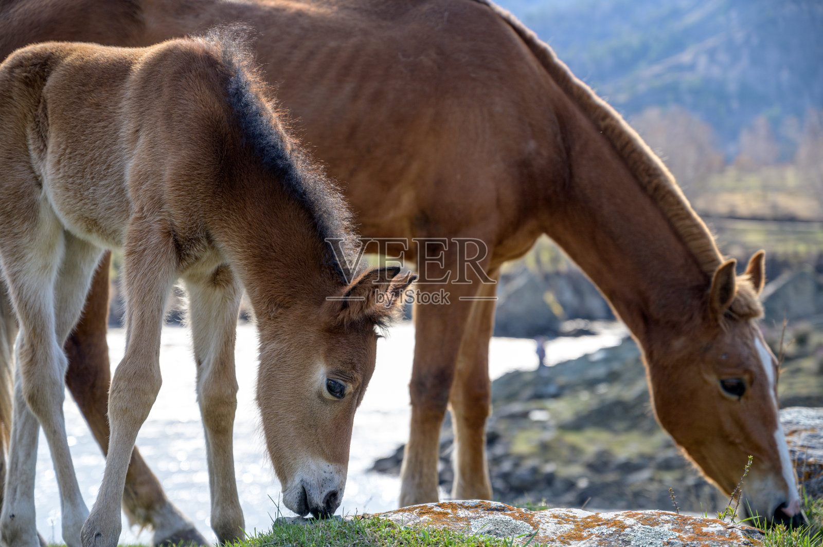 带着小马驹的马啃草照片摄影图片