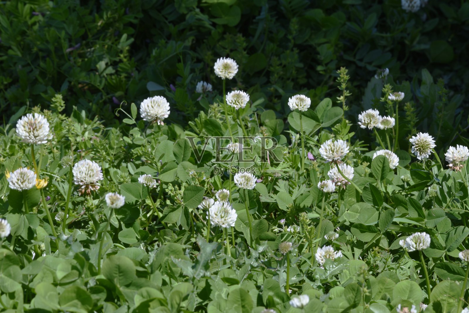 白车轴草照片摄影图片