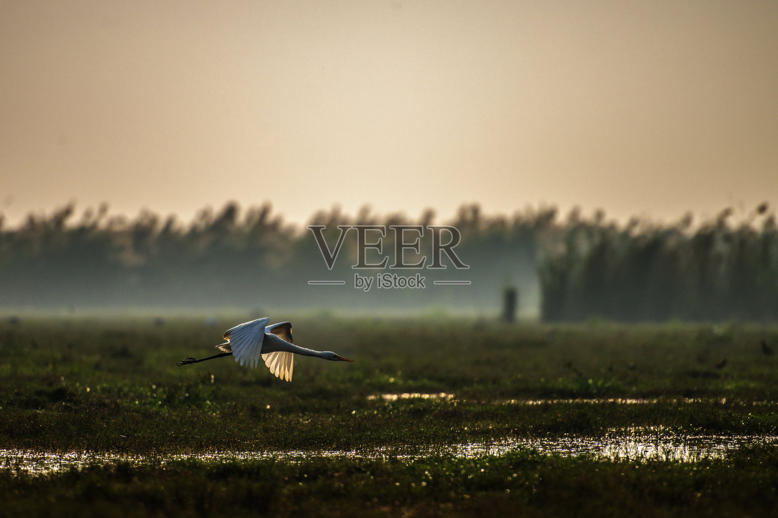 鸟类保护区照片摄影图片