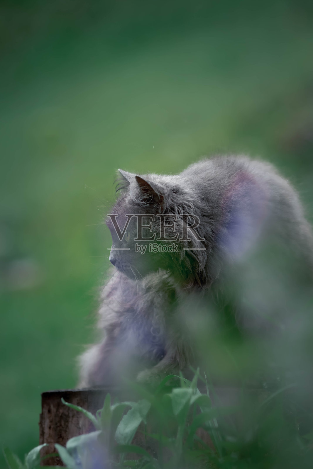 猫的照片照片摄影图片