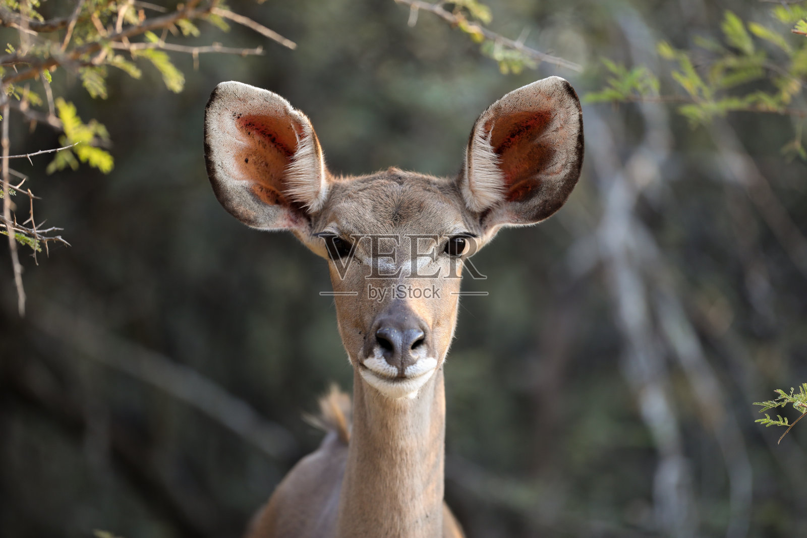 一只母羚羊正直视着摄像机照片摄影图片