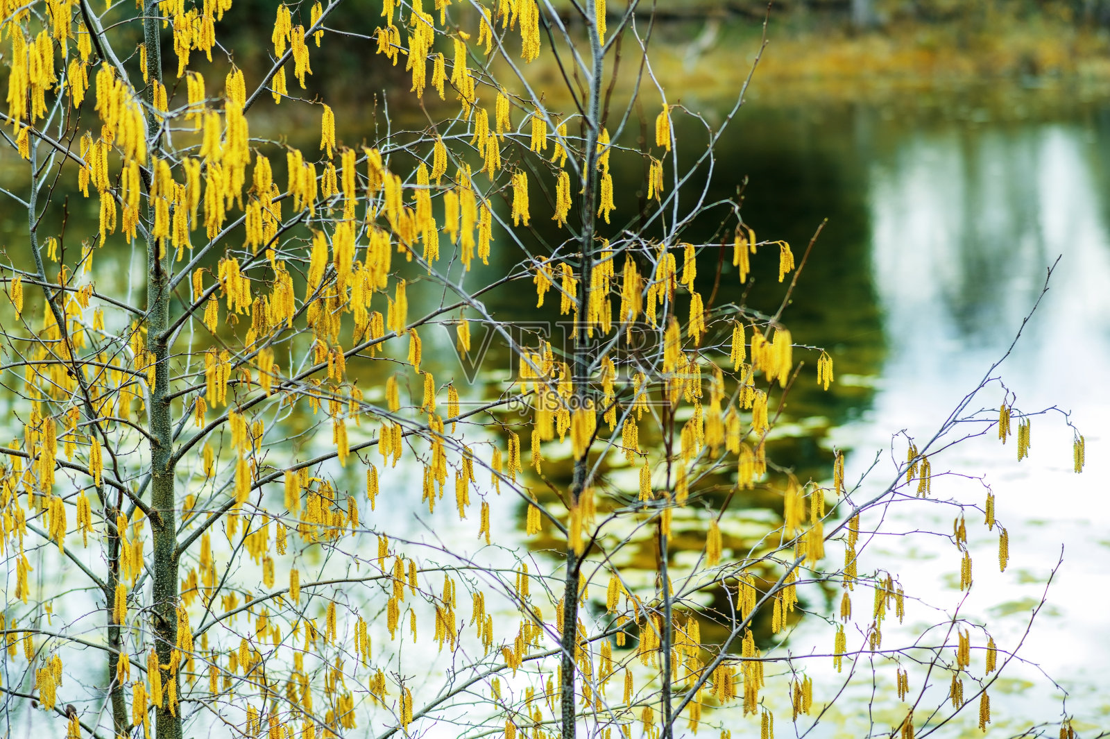 湖泊、阳光水、泉水、河滨风景秀丽的湿地自然保护区照片摄影图片