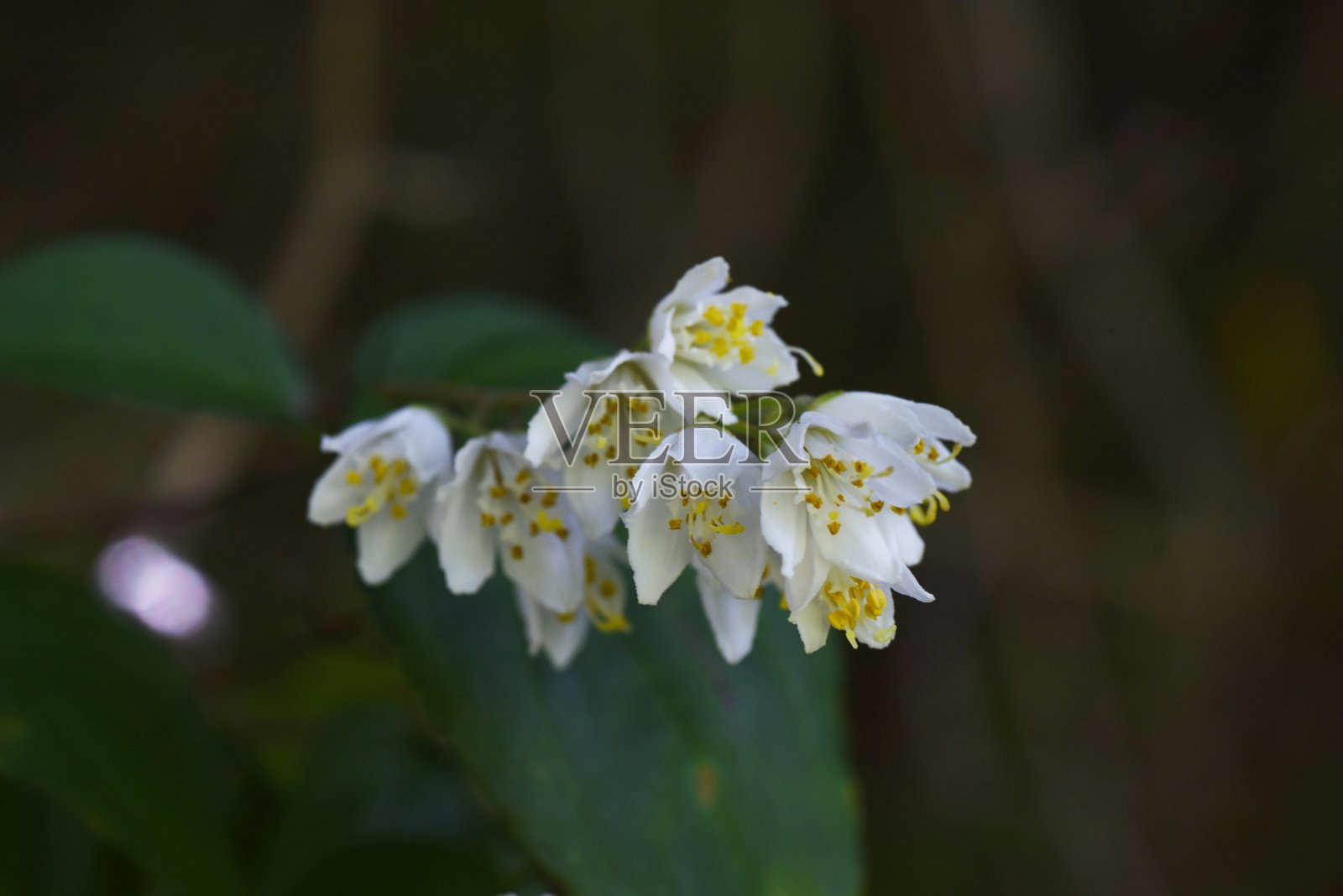 溲疏属植物花。照片摄影图片