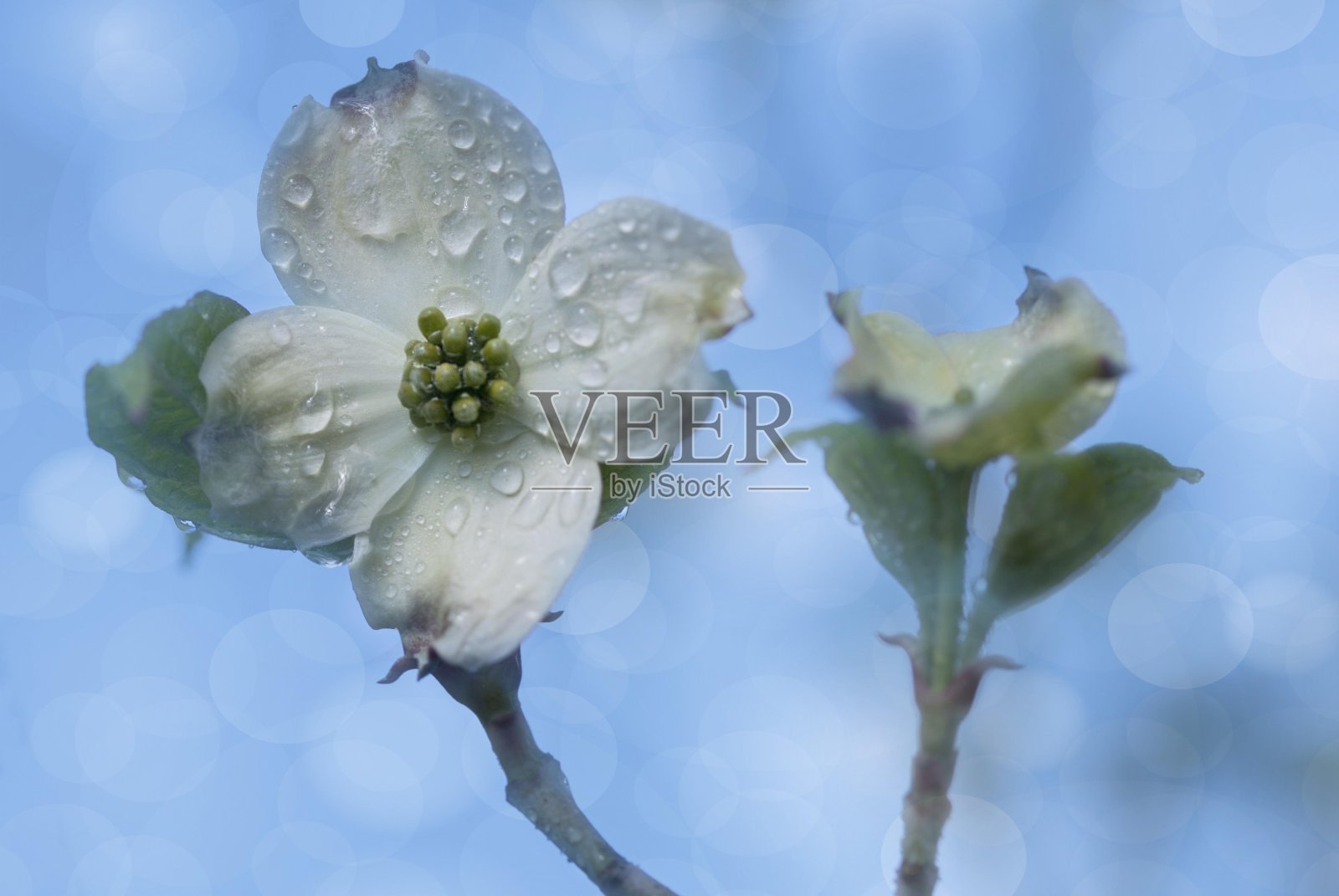 Corniolo白花照片摄影图片