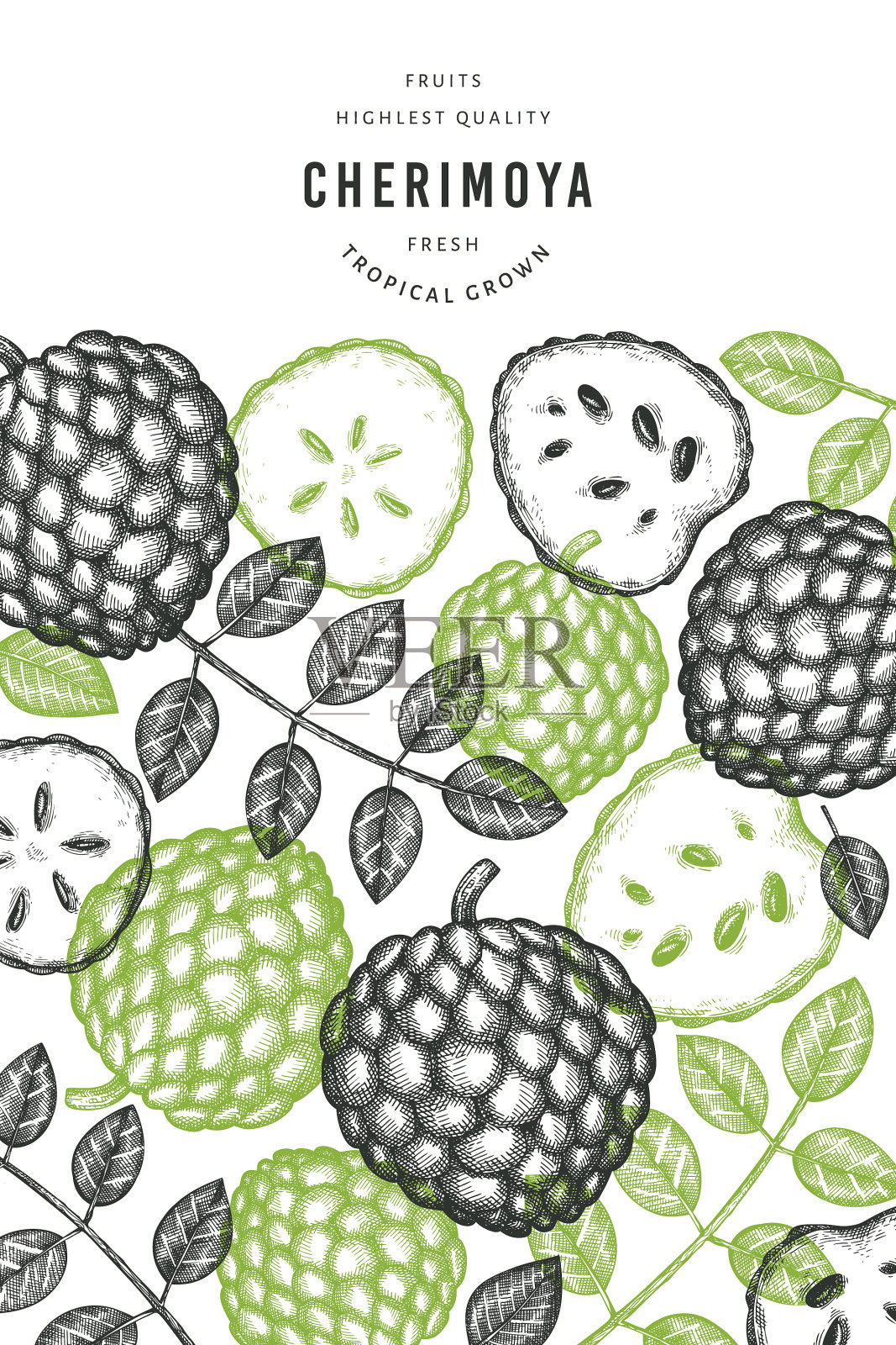 手绘素描风格的番荔枝旗有机插画图片素材