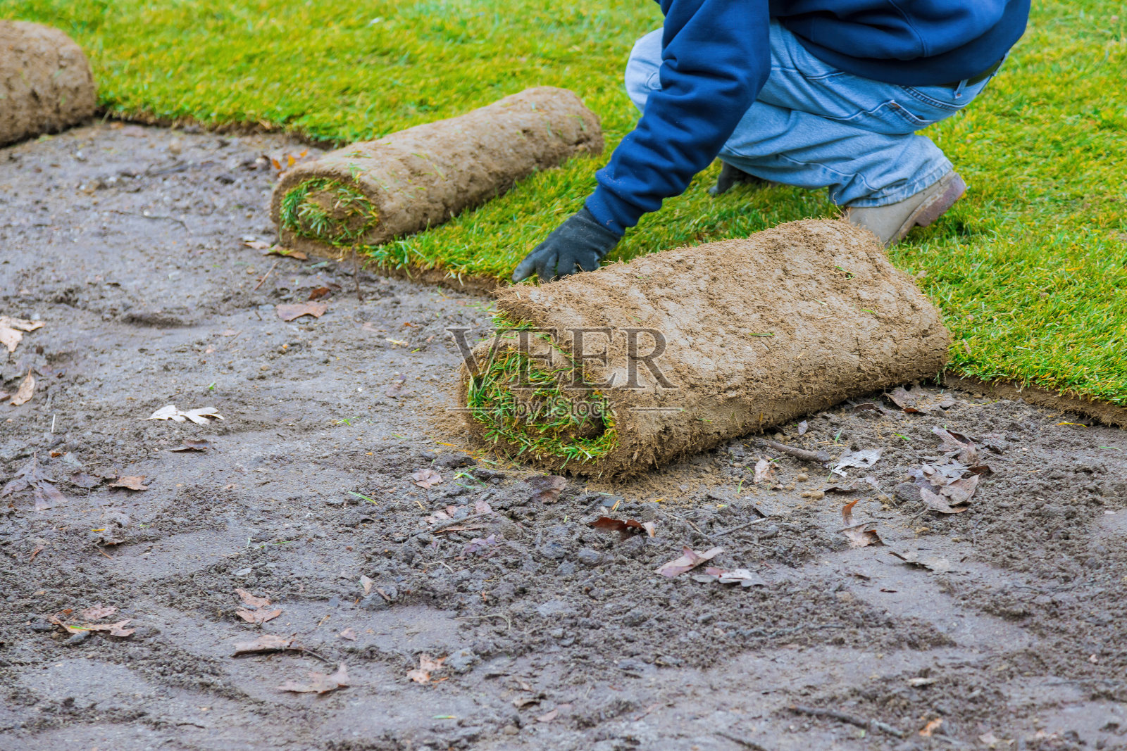 园林绿化铺设新草皮,后院绿色草坪草卷照片摄影图片