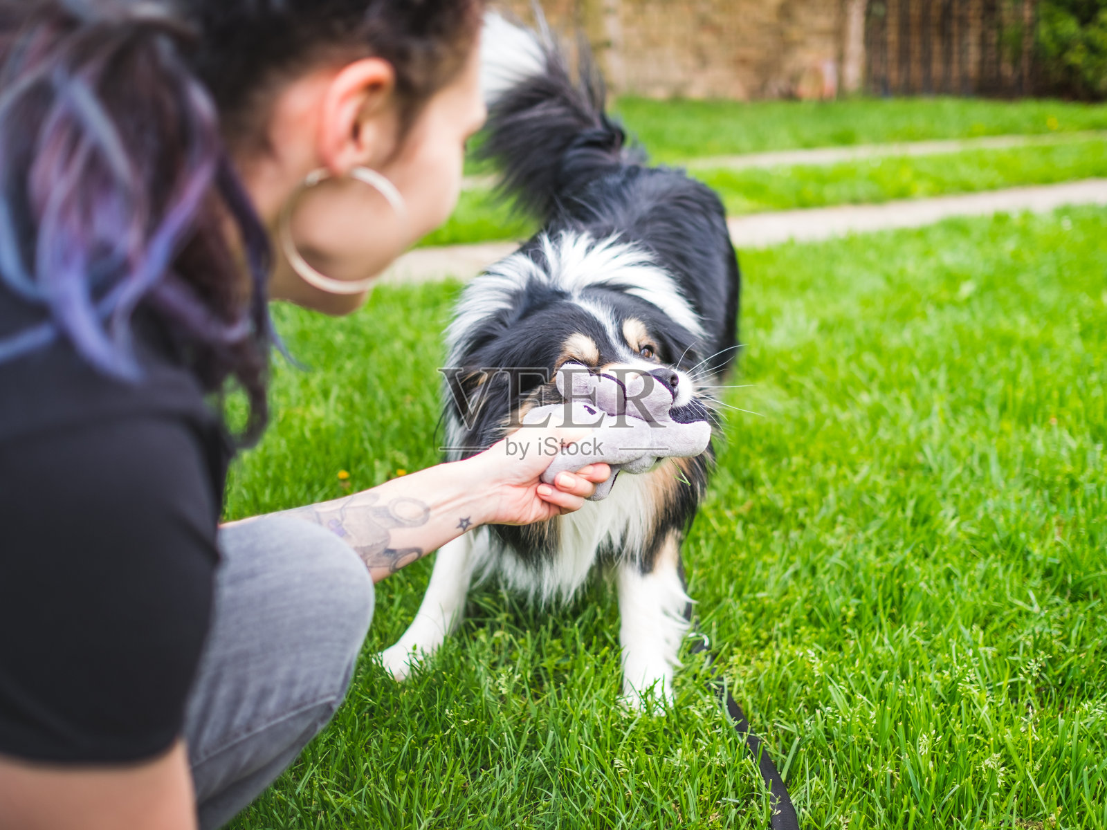 边境牧羊犬玩照片摄影图片