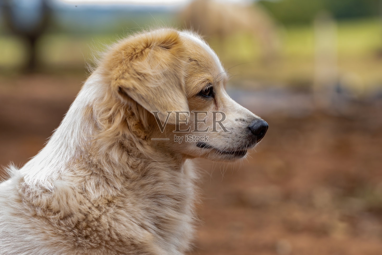 国内的狗照片摄影图片