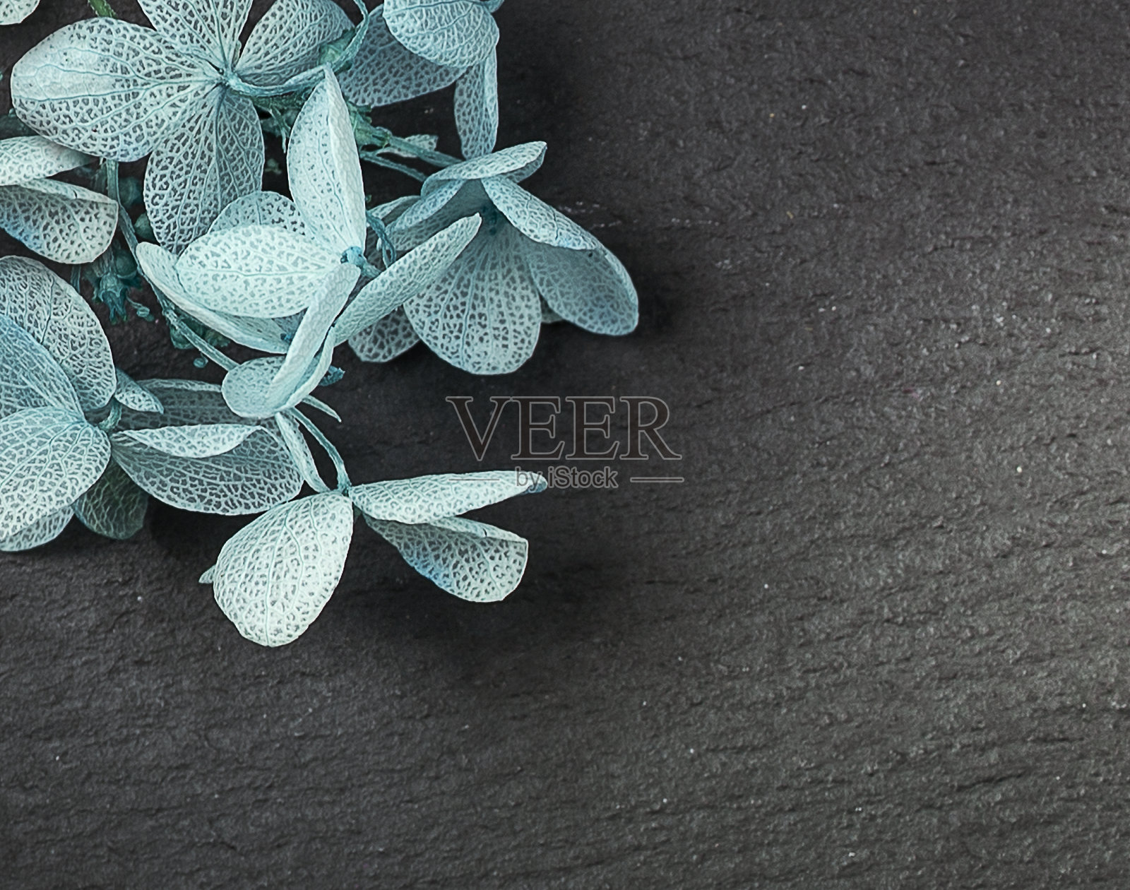 黑色背景上的蓝色花朵照片摄影图片