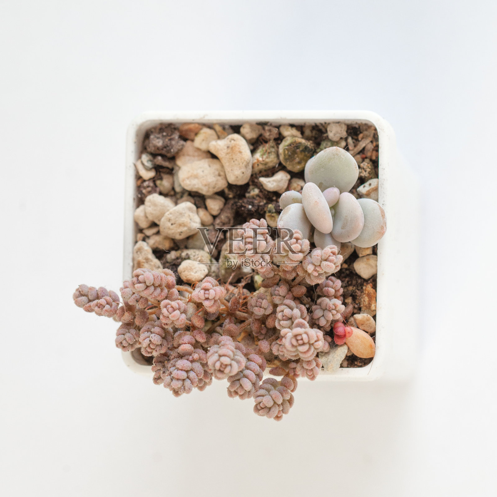 紫堇花和景天小白多肉,俯视图照片摄影图片