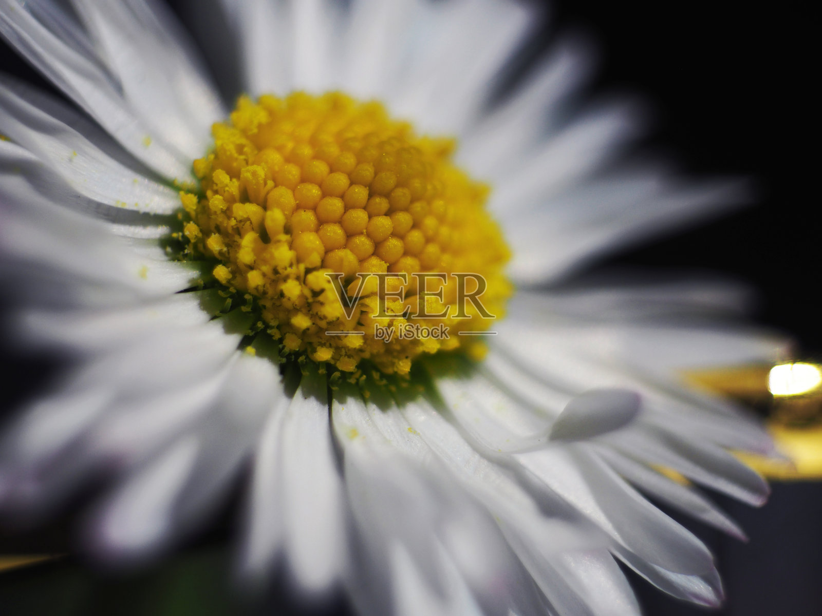 太阳上的雏菊照片摄影图片