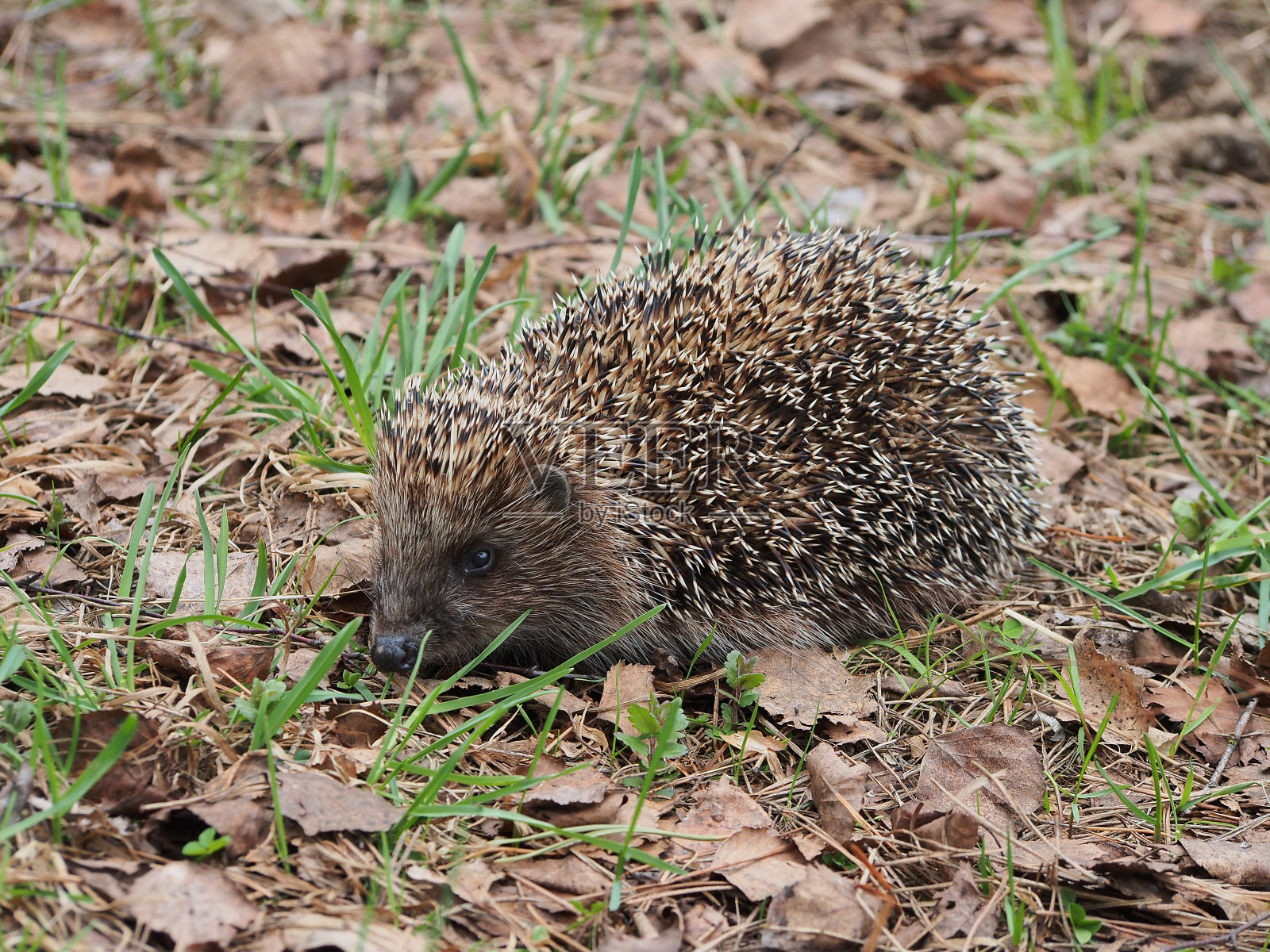 刺猬,肖像在侧面,特写。照片摄影图片