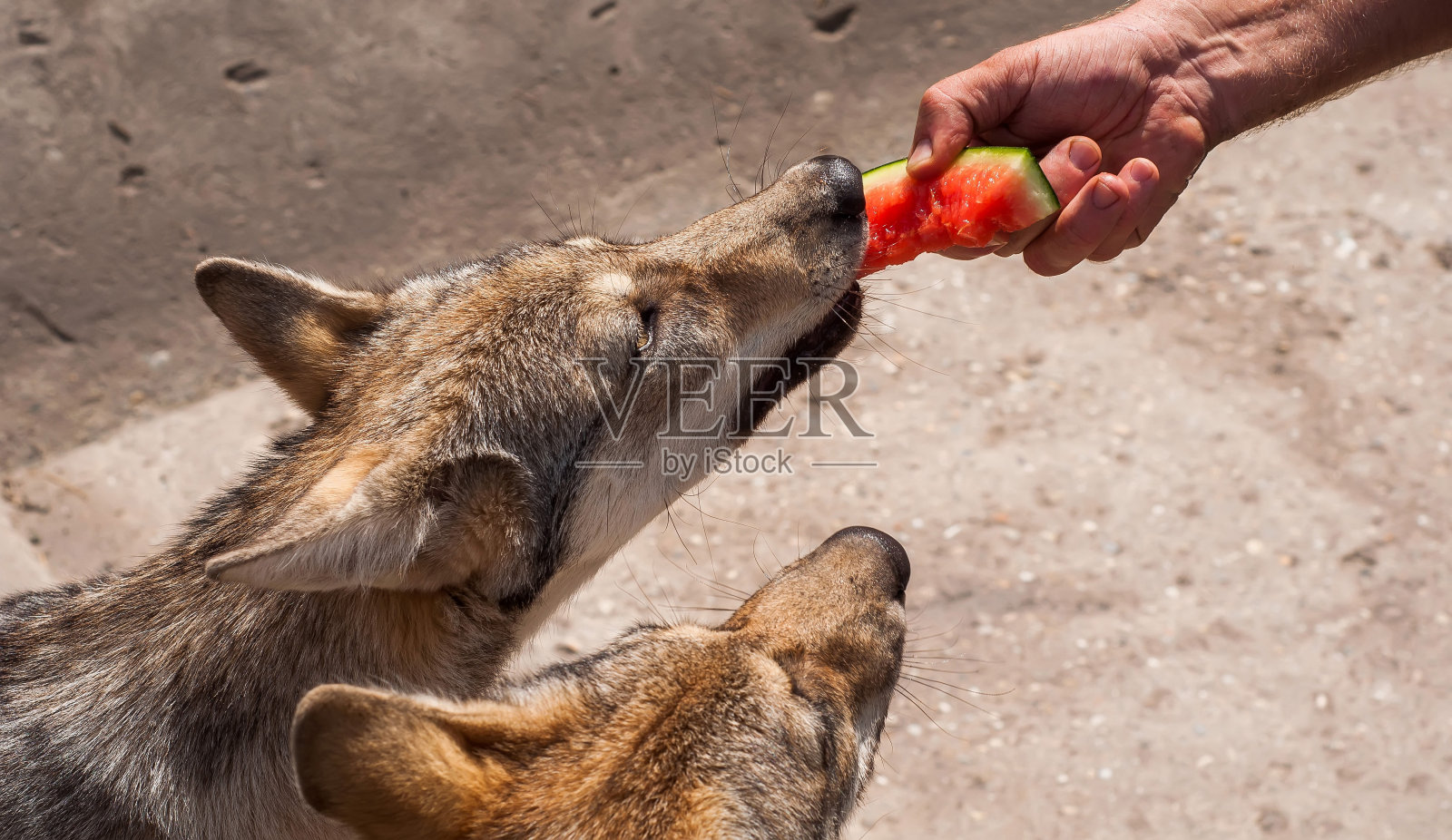 狼的小狗吃照片摄影图片