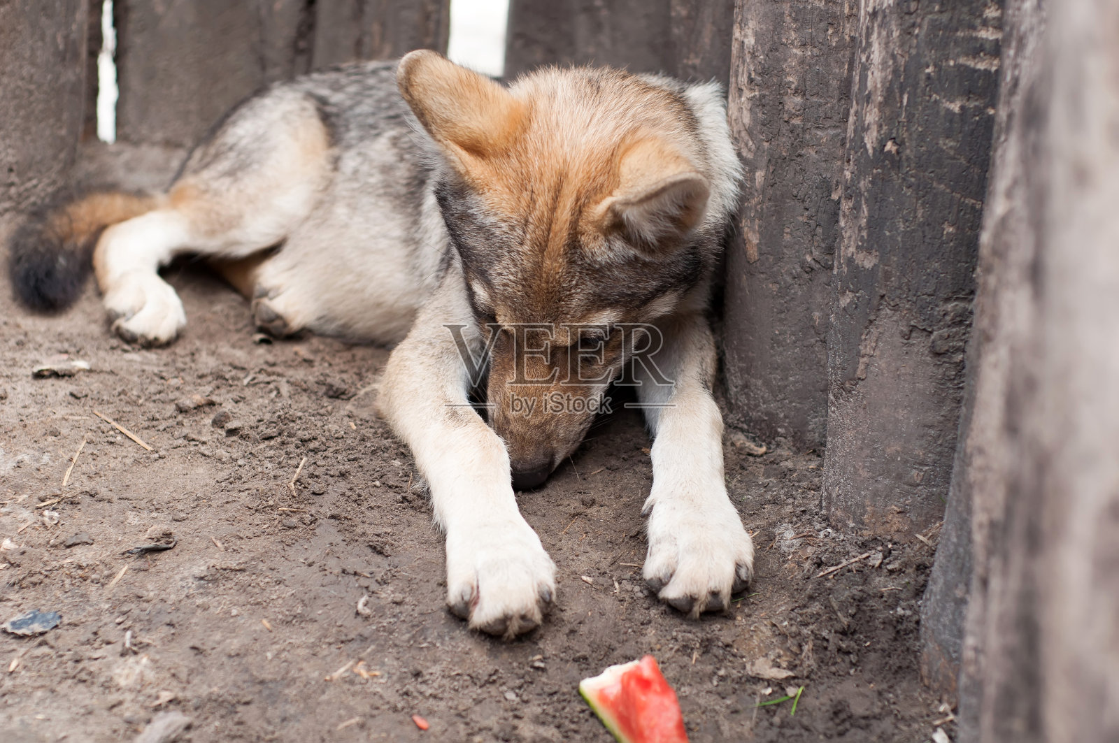 懒惰的狼崽照片摄影图片