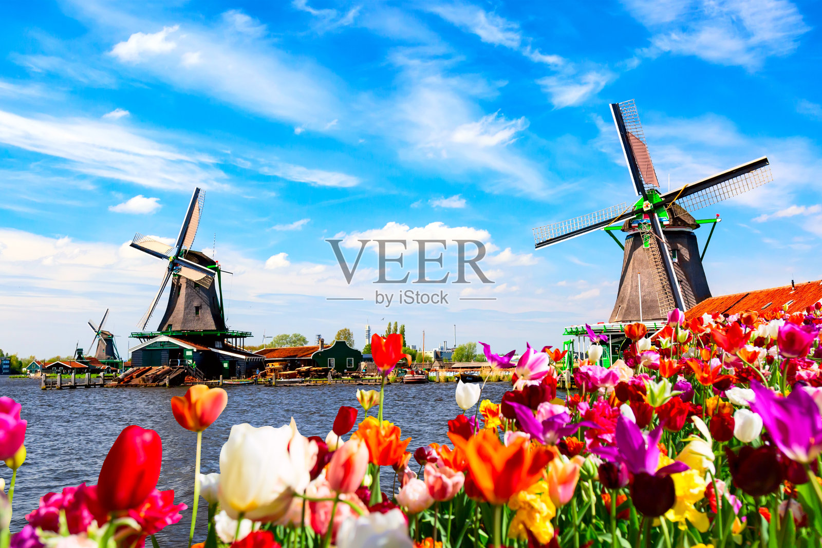 荷兰的春天景色。盛开的五颜六色的郁金香花坛对着河流和风车。荷兰的Zaanse Schans村照片摄影图片