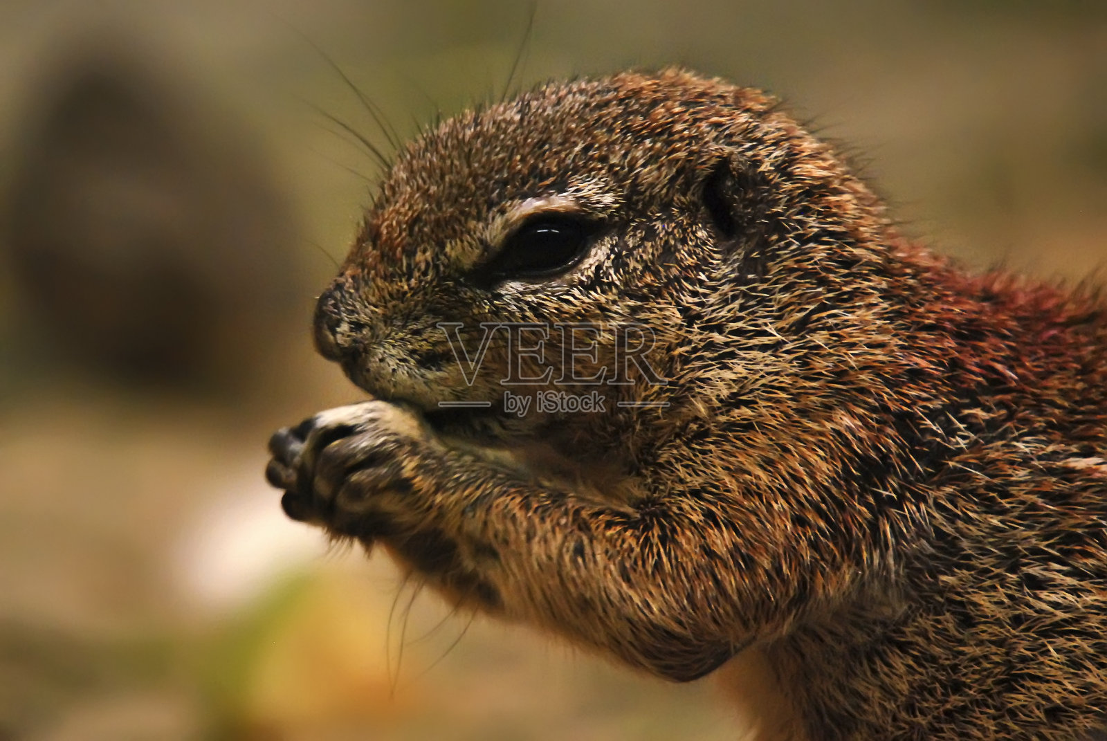 角地松鼠。2009年拍摄。圈养动物。照片摄影图片