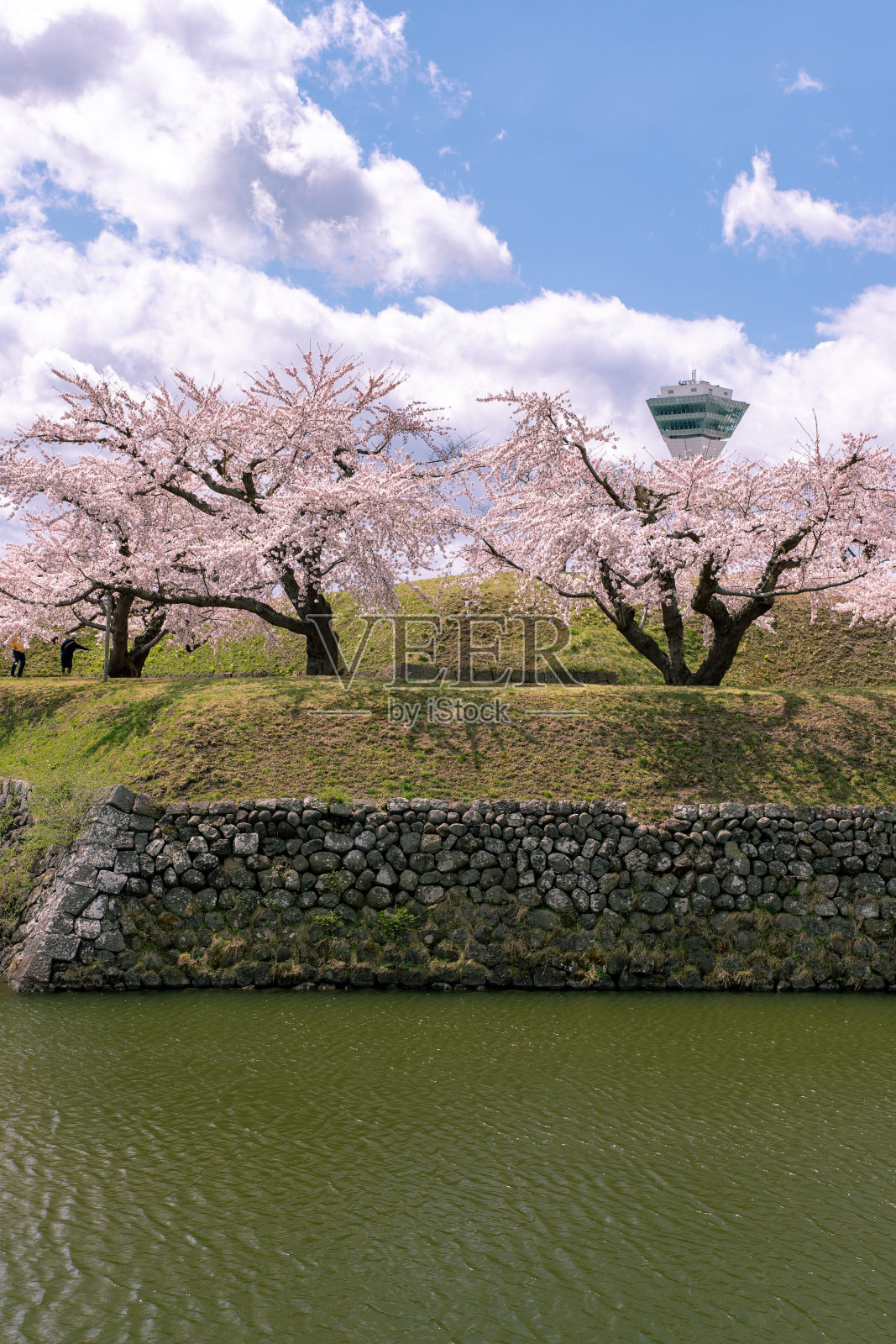 北海道函馆樱花盛开。照片摄影图片