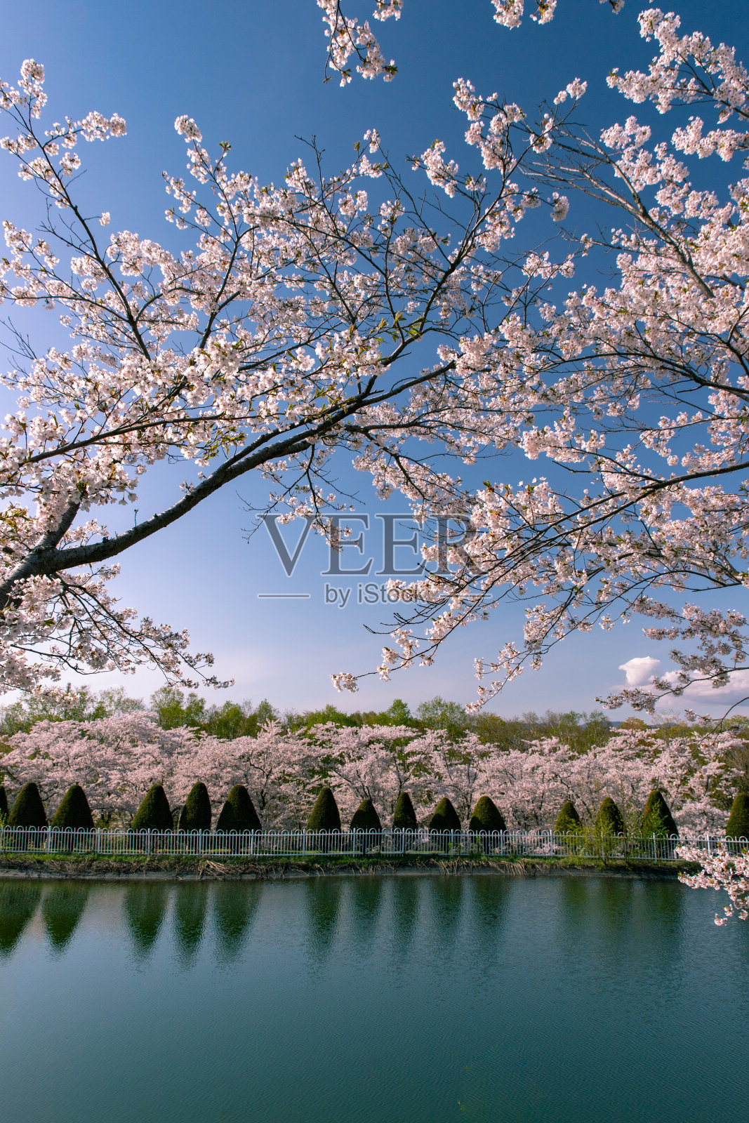 北海道石kari樱花盛开。照片摄影图片