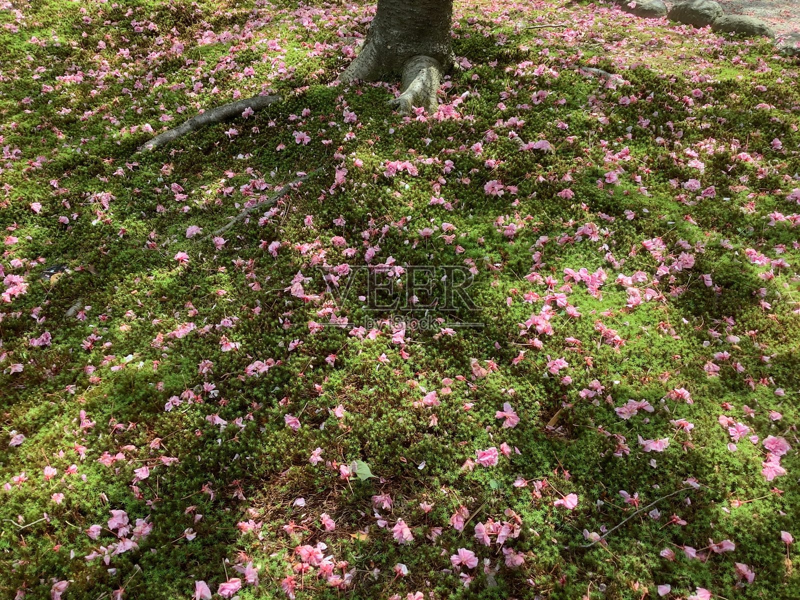 樱花花瓣散落在长满青苔的地上照片摄影图片