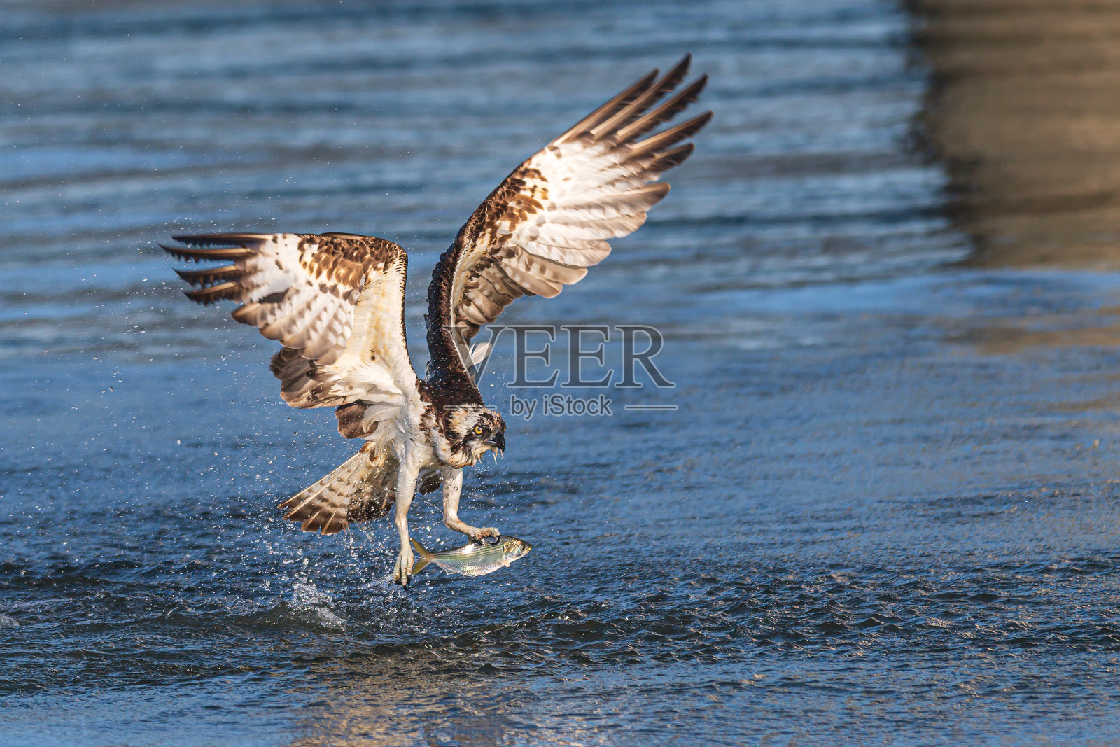 猛禽,猛禽照片摄影图片