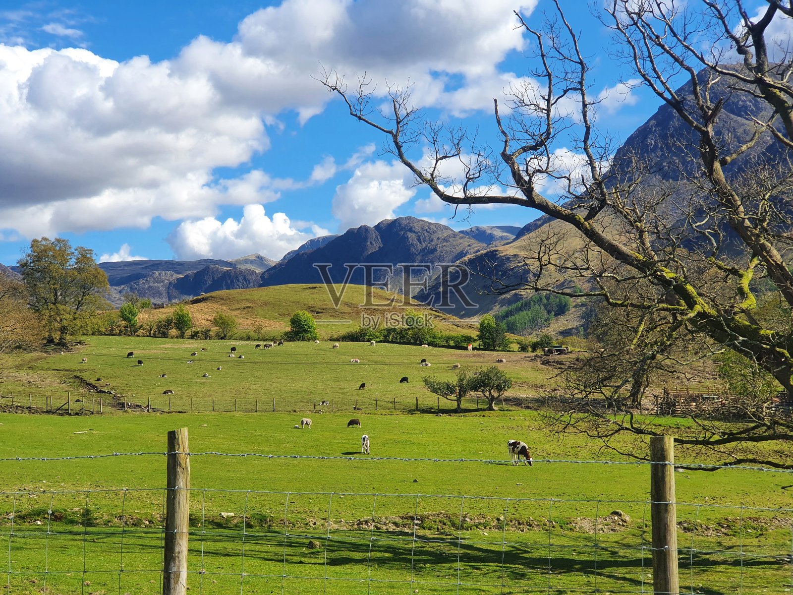 巴特在冬天照片摄影图片