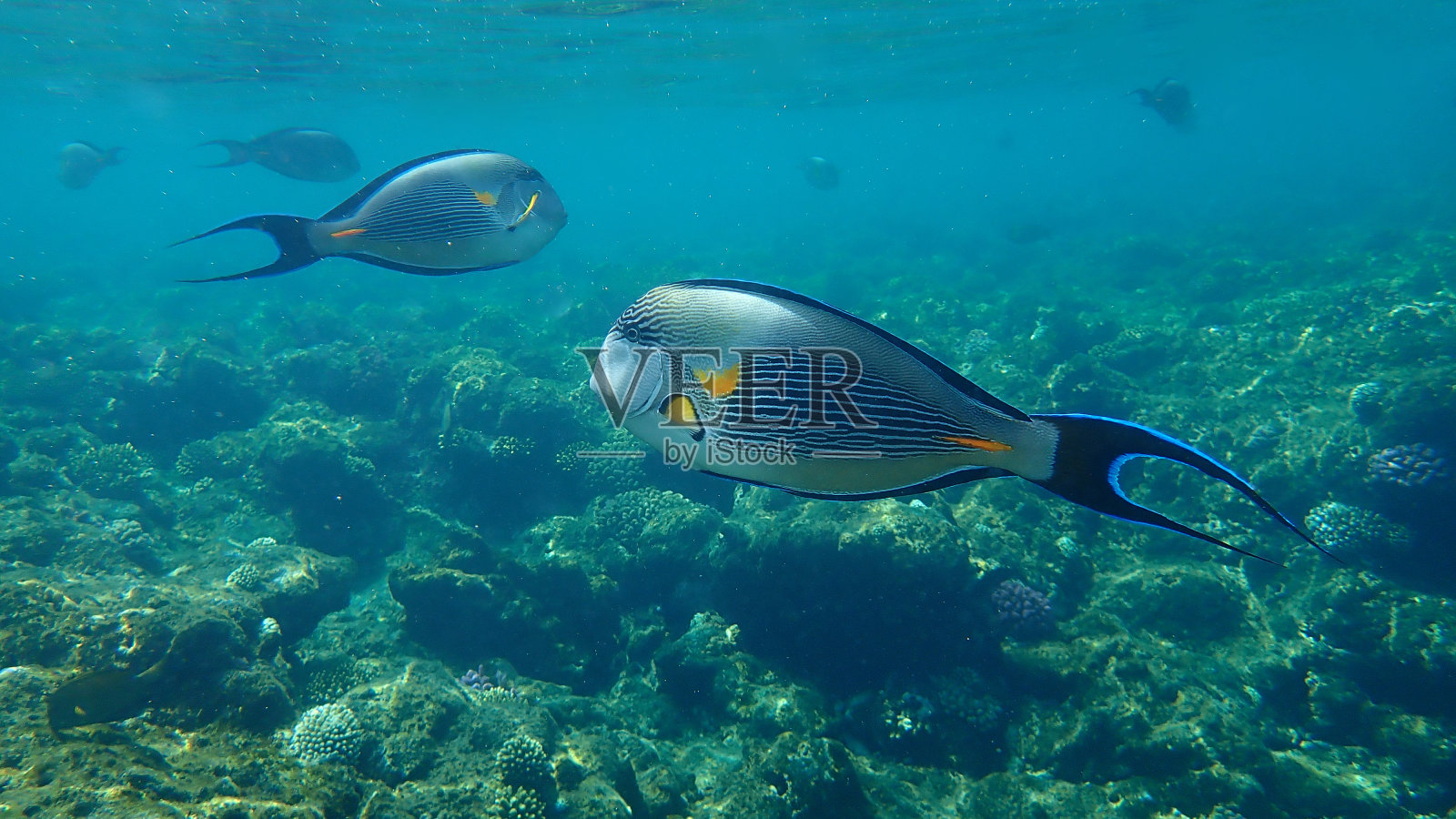 索哈尔刺尾鱼:红海海底的阿拉伯刺尾鱼照片摄影图片