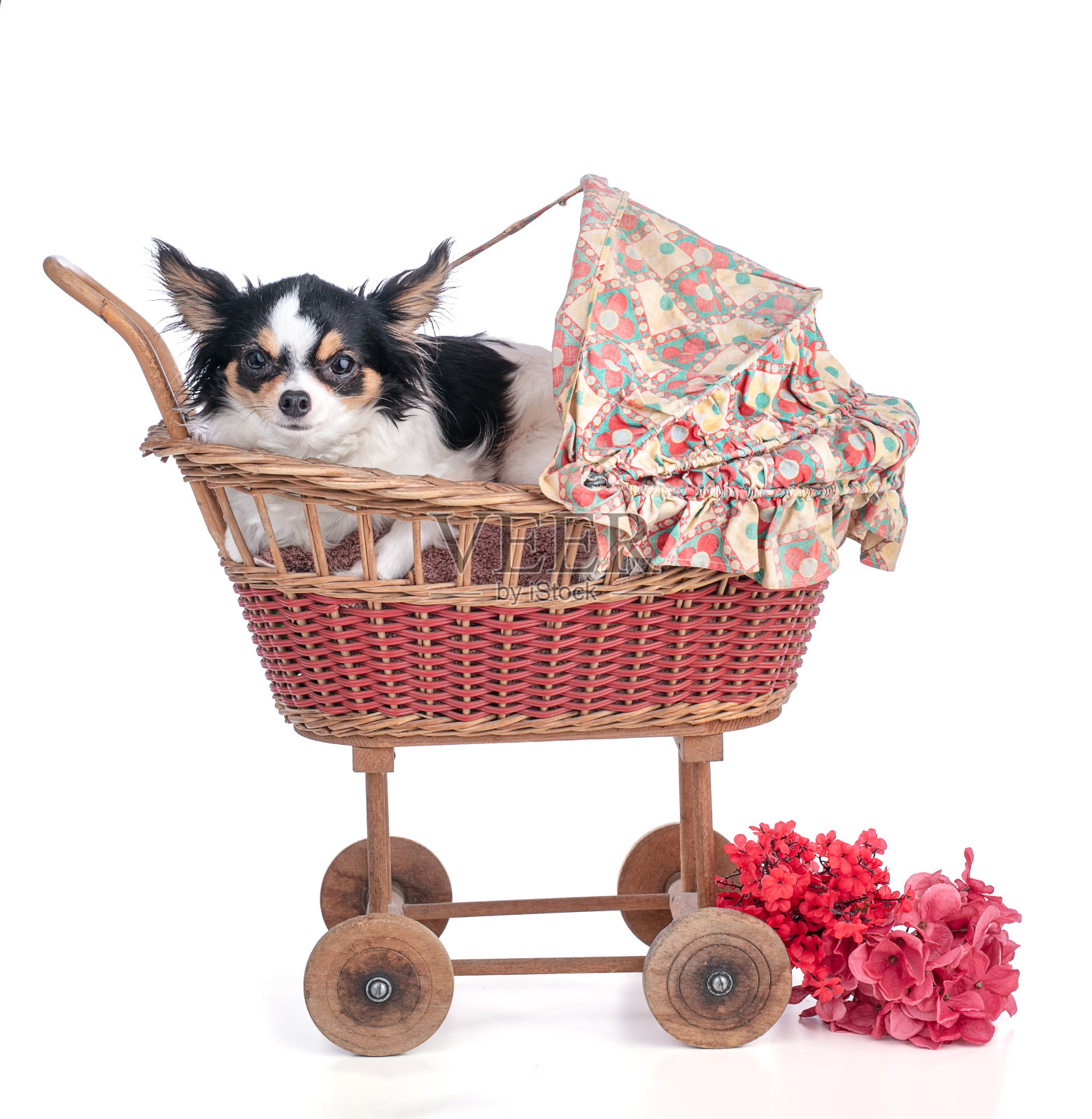 小的老式婴儿车里的吉娃娃照片摄影图片