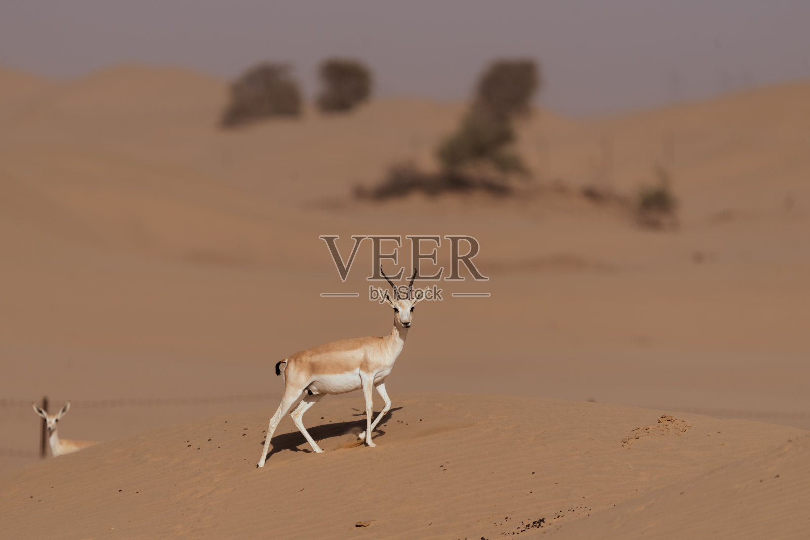 阿联酋迪拜阿拉伯沙漠中的瞪羚照片摄影图片