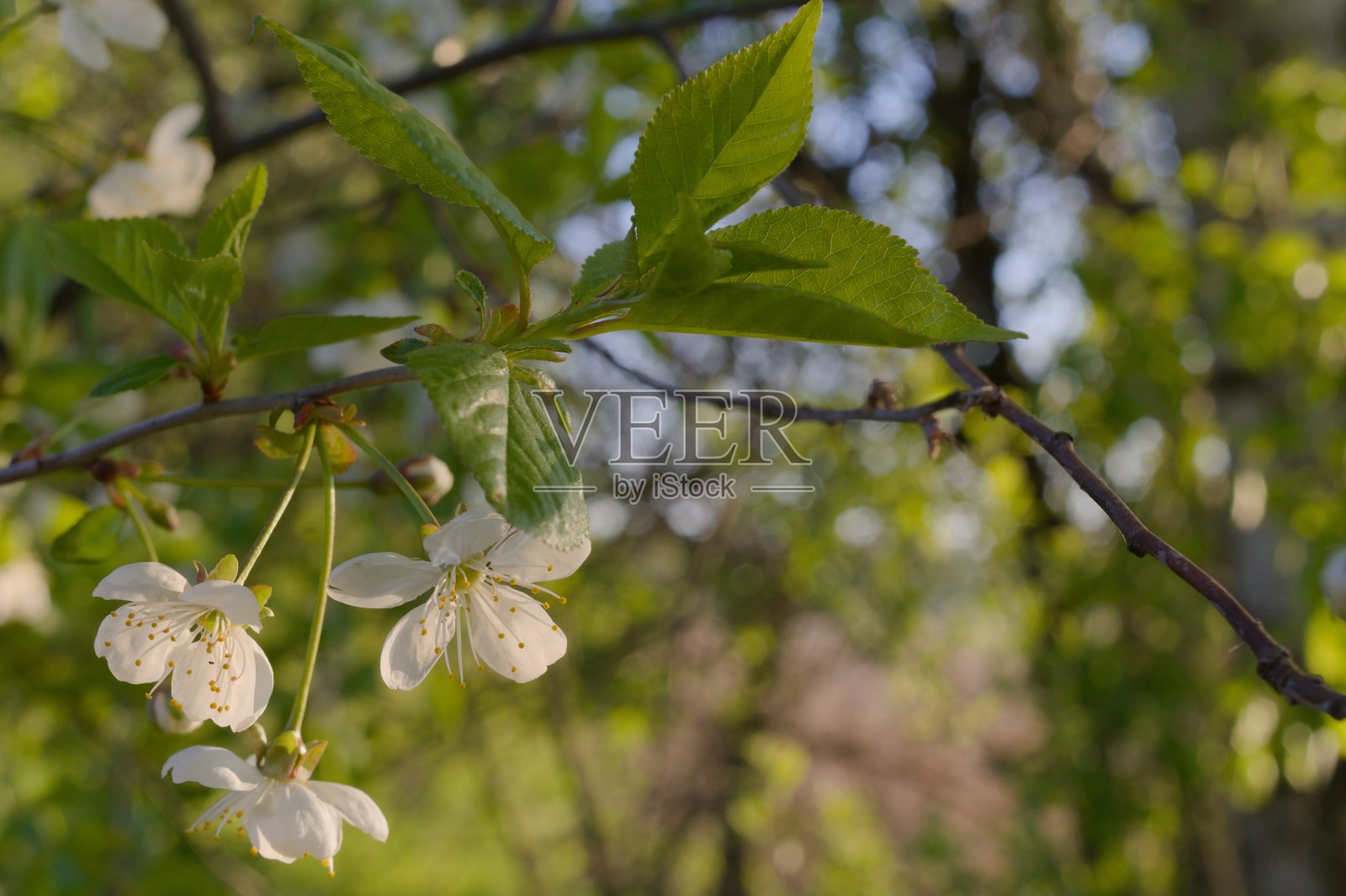 盛开的果树。照片摄影图片