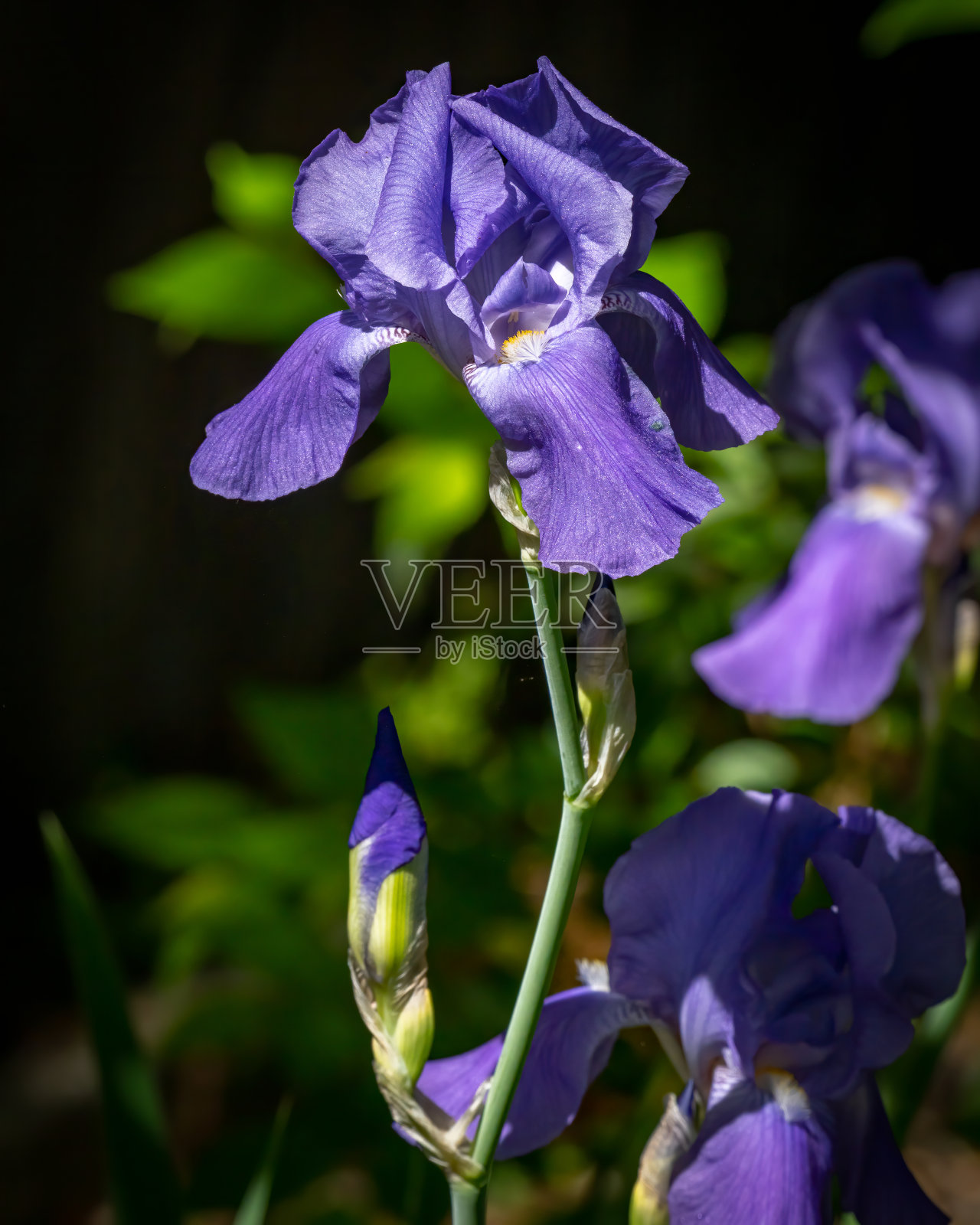 鸢尾花花园里美丽的花朵照片摄影图片