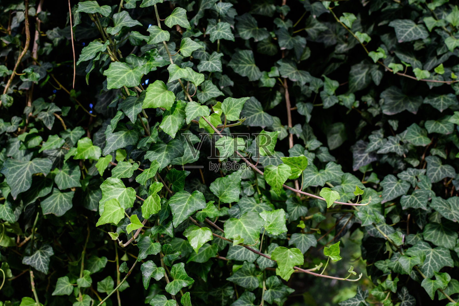 背景有许多绿叶的Hedera螺旋,常见的常青藤,英国或欧洲常青藤植物在秋天的花园,美丽的户外单色背景照片摄影图片