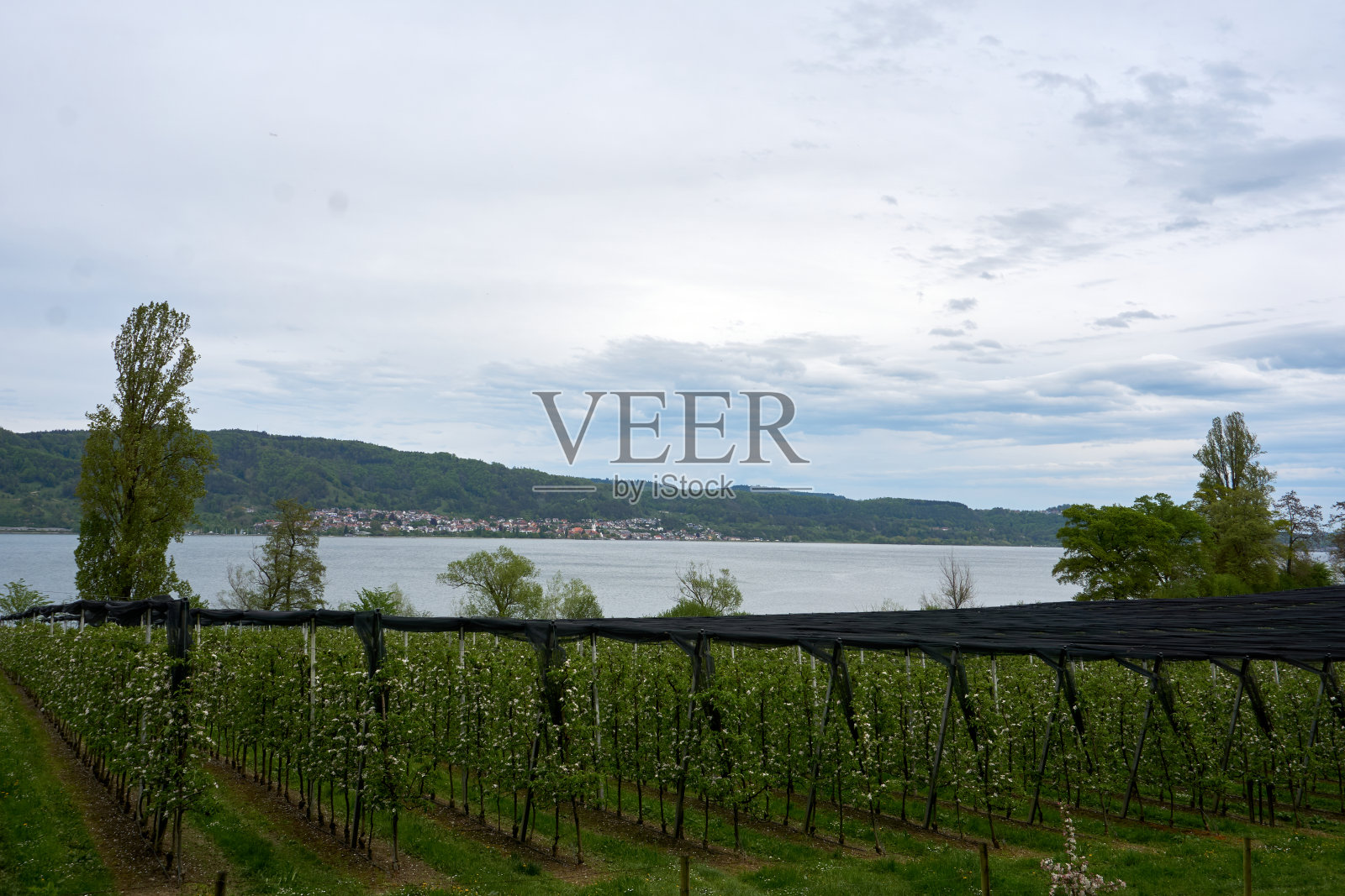 开花的藤蔓与康斯坦斯湖的景色照片摄影图片