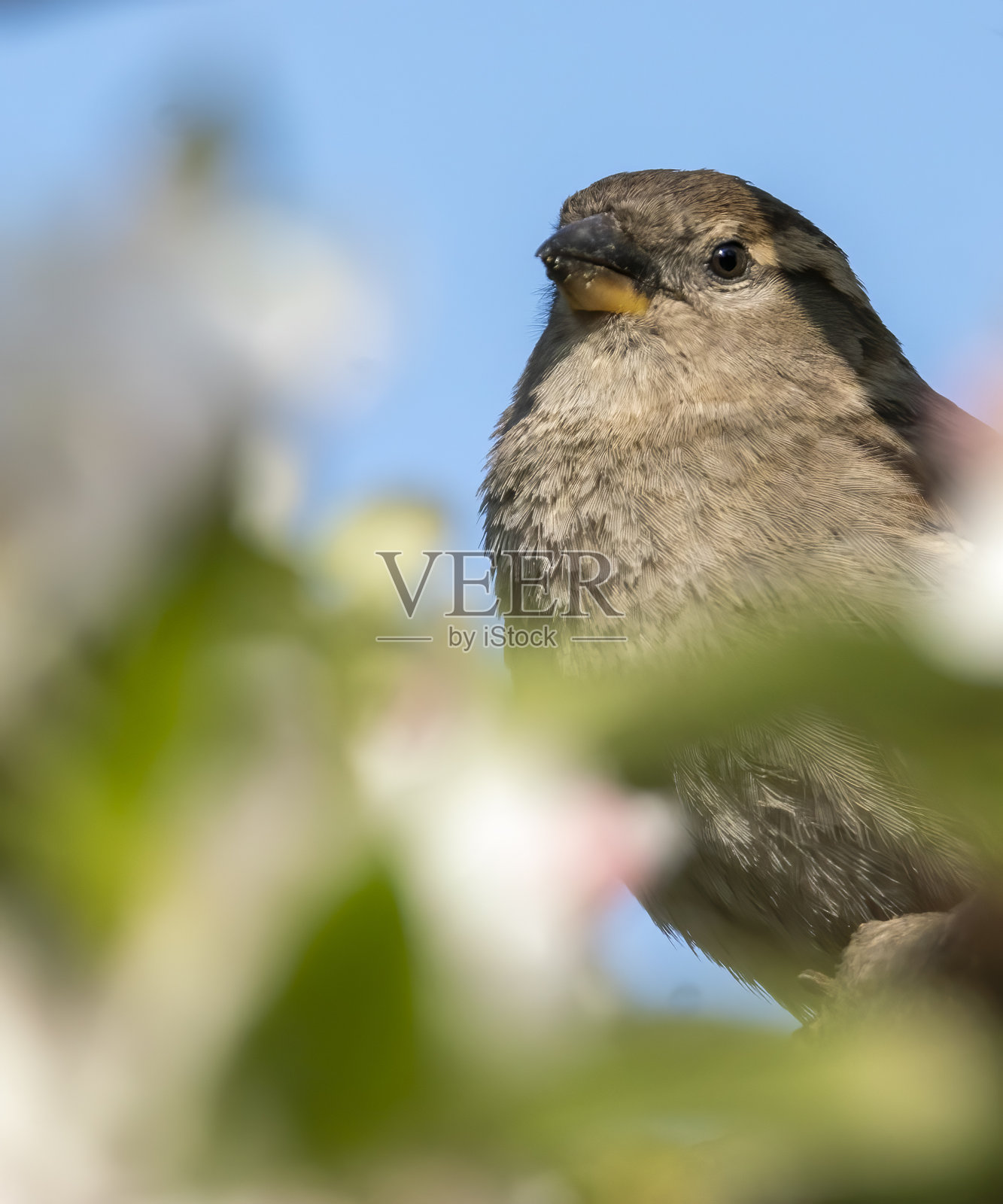 家麻雀在树枝上照片摄影图片