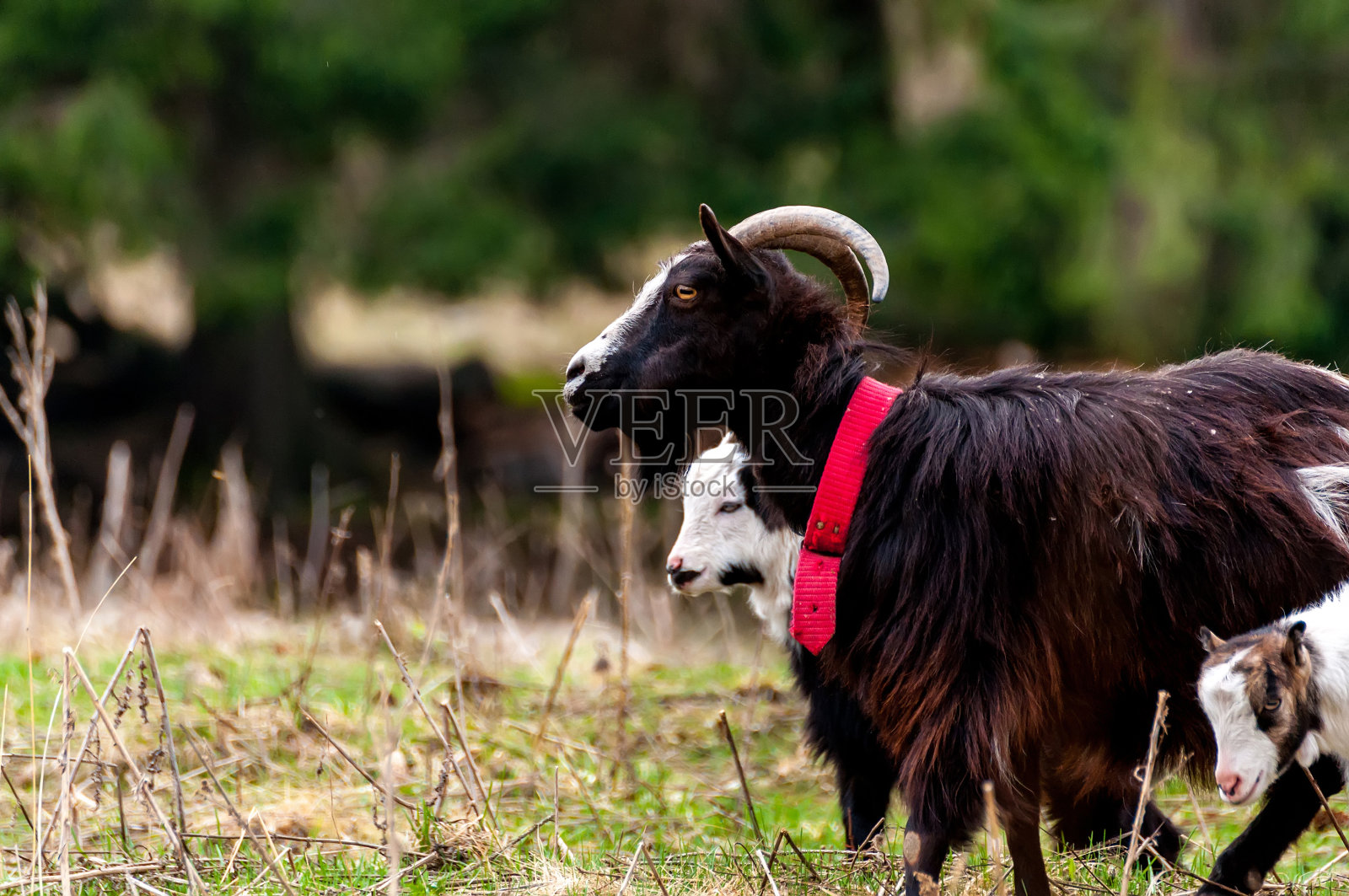一只山羊站在田野上照片摄影图片
