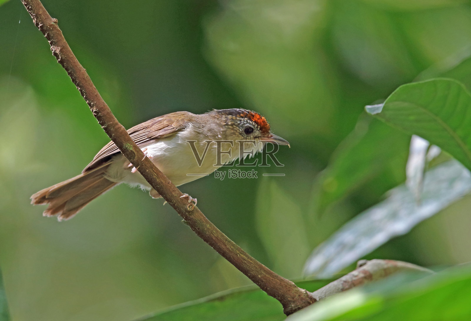 Scaly-crowned胡说之人照片摄影图片